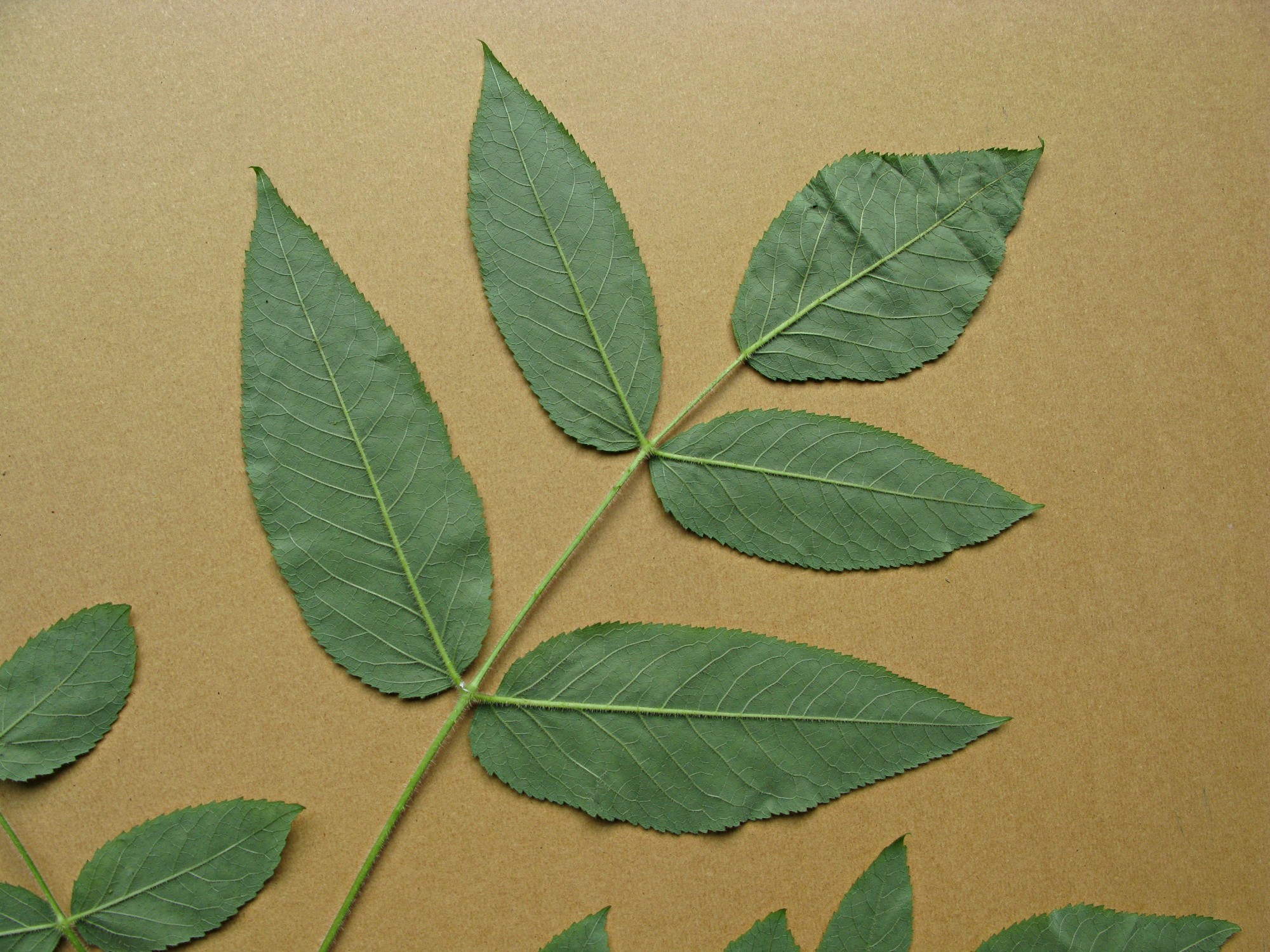 High resolution image: Family: Araliaceae - Genus: Aralia - Taxon: echinocaulis High resolution image: Family: Araliaceae - Genus: Aralia - Taxon: echinocaulis