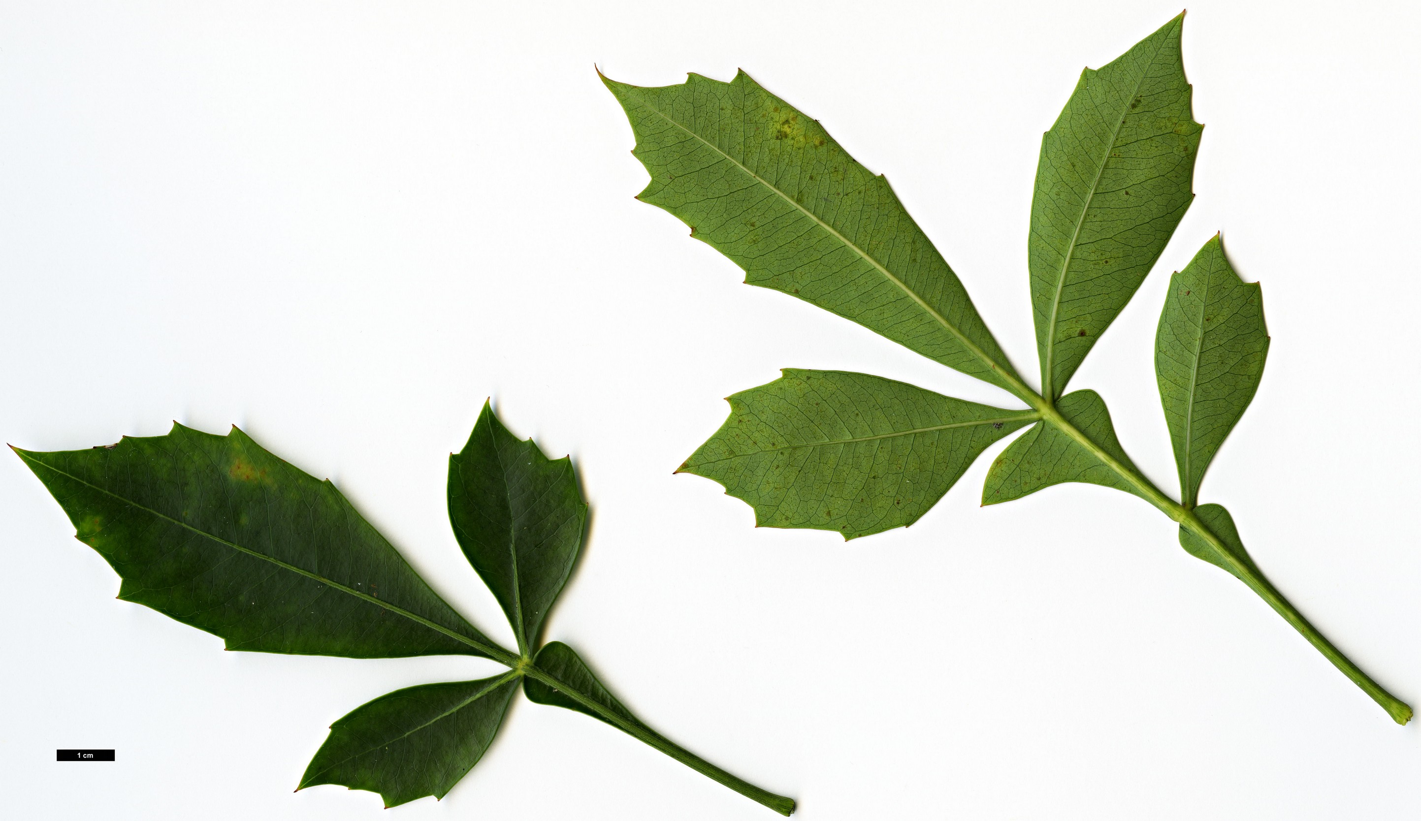 High resolution image: Family: Araliaceae - Genus: Cussonia - Taxon: spicata