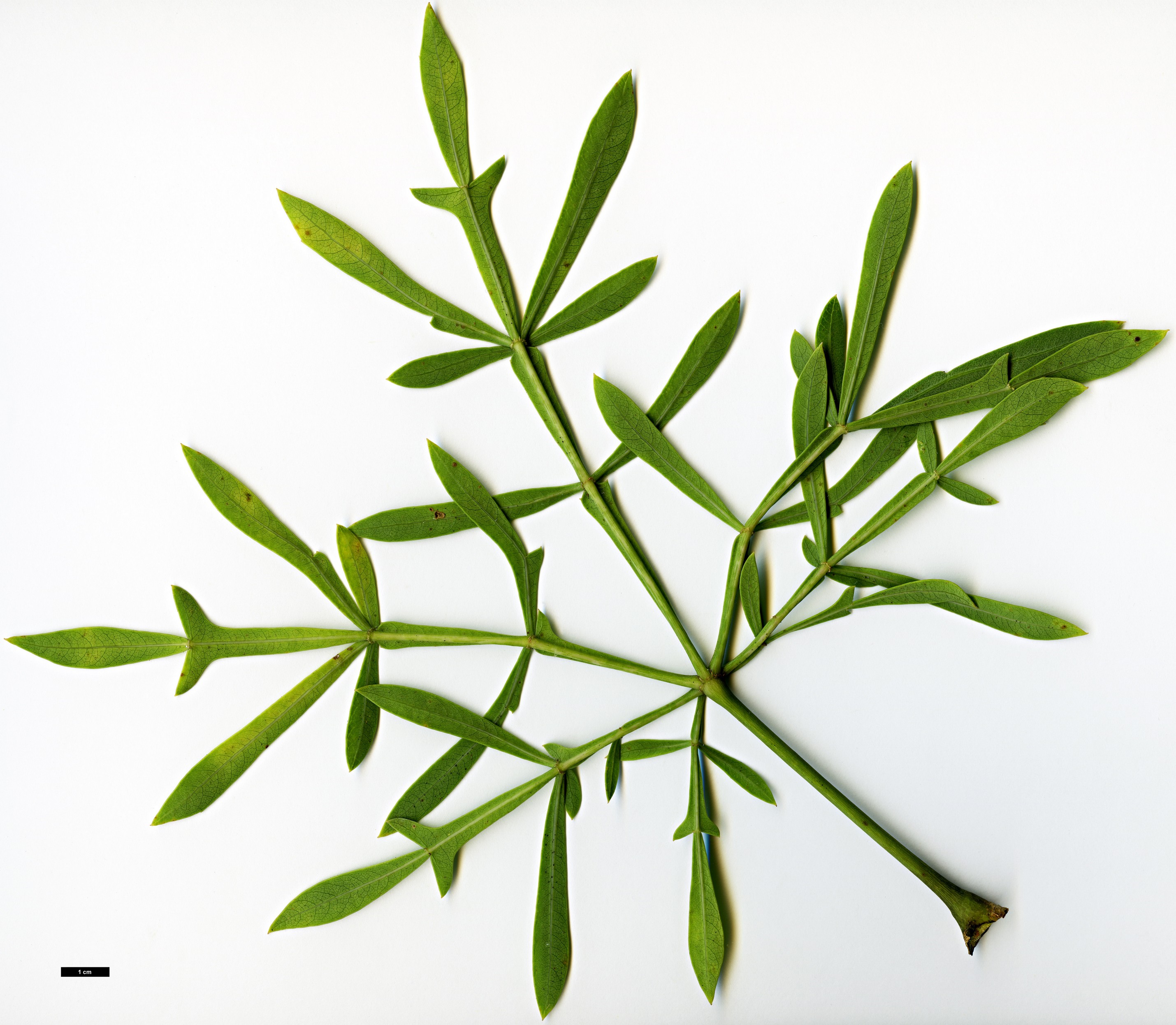 High resolution image: Family: Araliaceae - Genus: Cussonia - Taxon: transvaalensis High resolution image: Family: Araliaceae - Genus: Cussonia - Taxon: transvaalensis