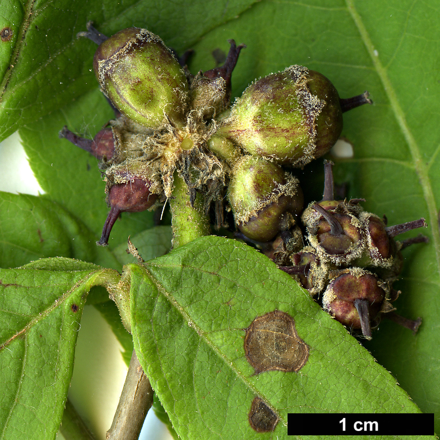 High resolution image: Family: Araliaceae - Genus: Eleutherococcus - Taxon: cissifolius