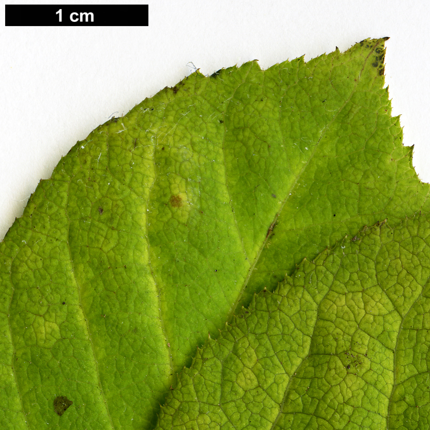 High resolution image: Family: Araliaceae - Genus: Eleutherococcus - Taxon: divaricatus