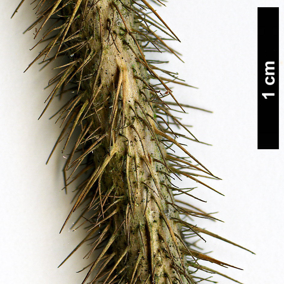 High resolution image: Family: Araliaceae - Genus: Eleutherococcus - Taxon: giraldii High resolution image: Family: Araliaceae - Genus: Eleutherococcus - Taxon: giraldii