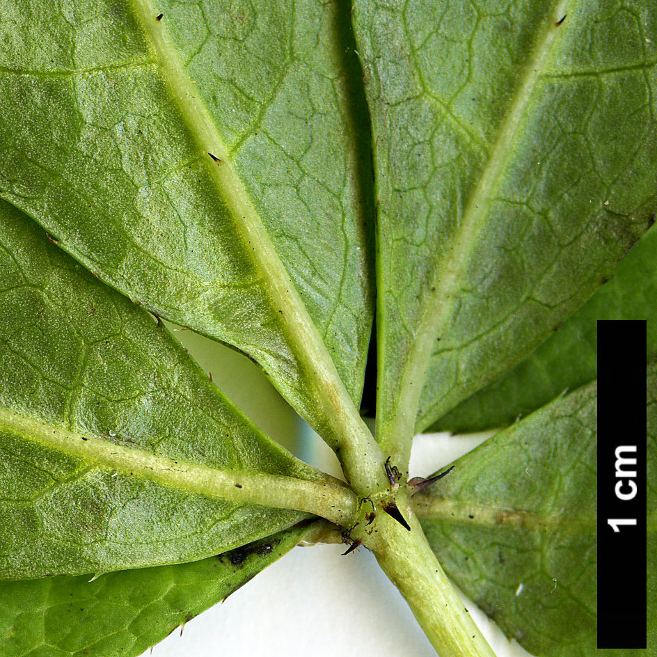 High resolution image: Family: Araliaceae - Genus: Eleutherococcus - Taxon: giraldii High resolution image: Family: Araliaceae - Genus: Eleutherococcus - Taxon: giraldii