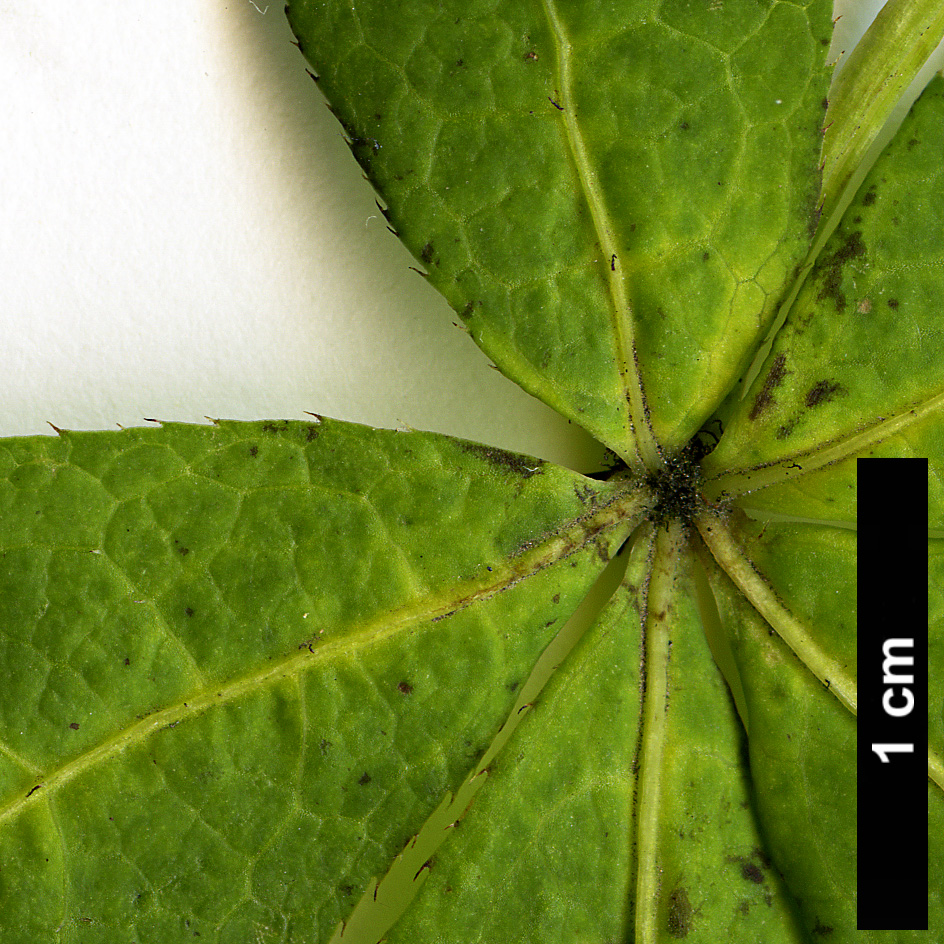 High resolution image: Family: Araliaceae - Genus: Eleutherococcus - Taxon: giraldii High resolution image: Family: Araliaceae - Genus: Eleutherococcus - Taxon: giraldii