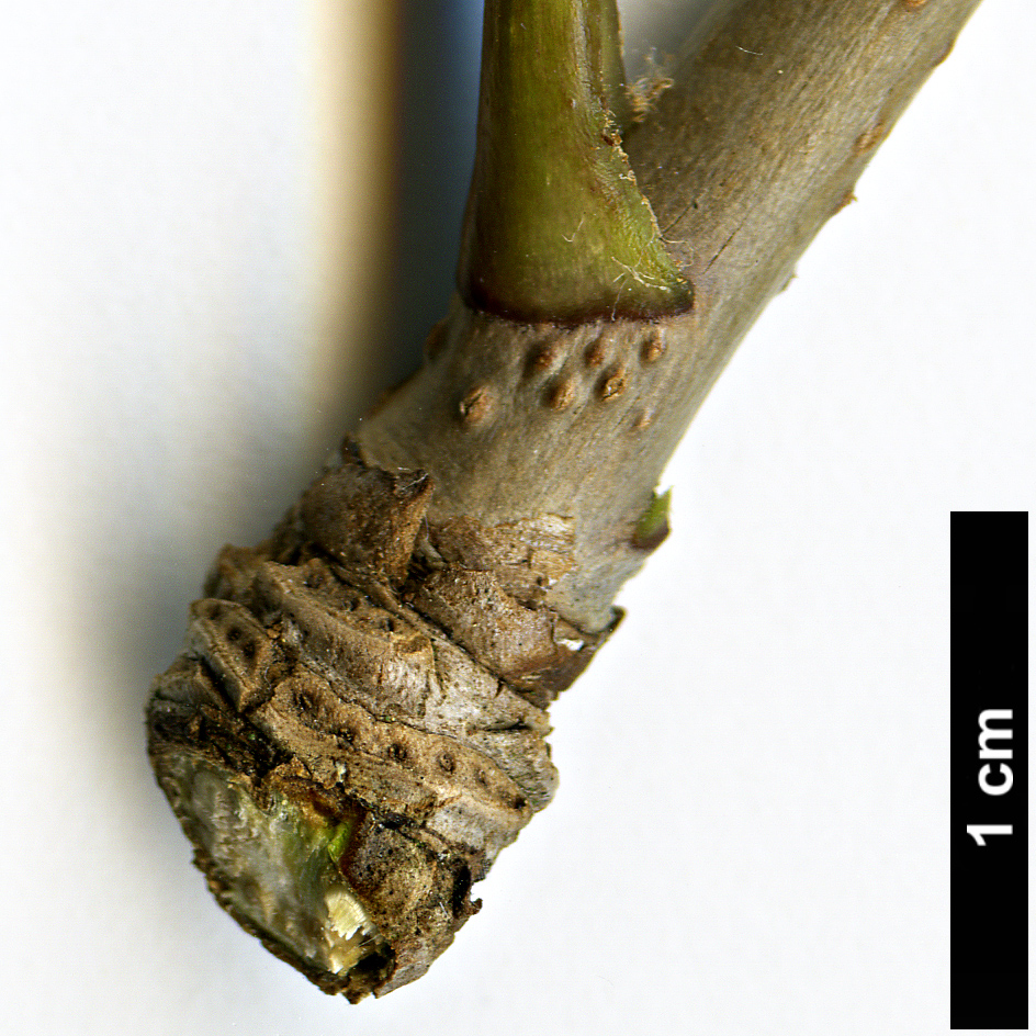 High resolution image: Family: Araliaceae - Genus: Eleutherococcus - Taxon: sessiliflorus