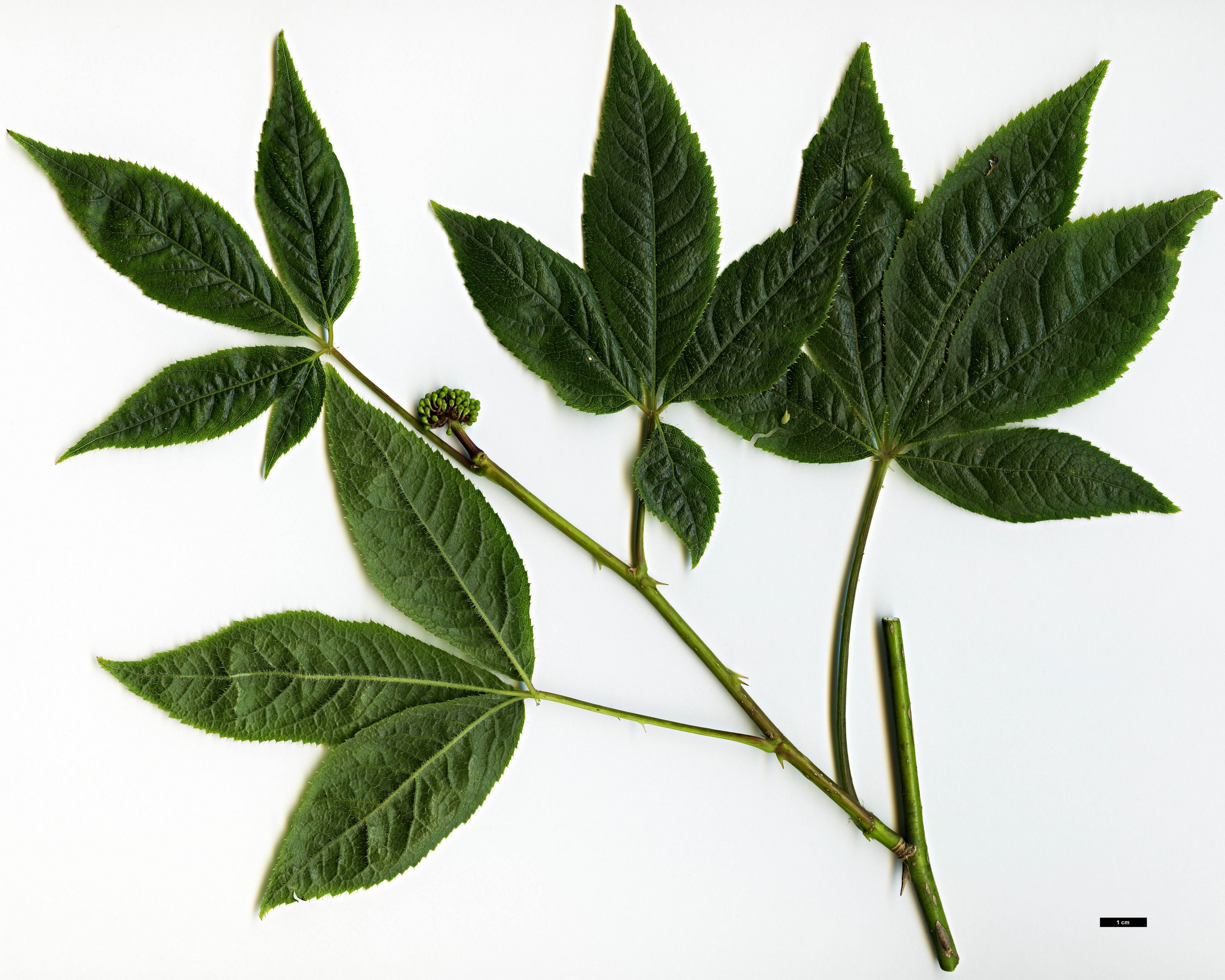 High resolution image: Family: Araliaceae - Genus: Eleutherococcus - Taxon: simonii