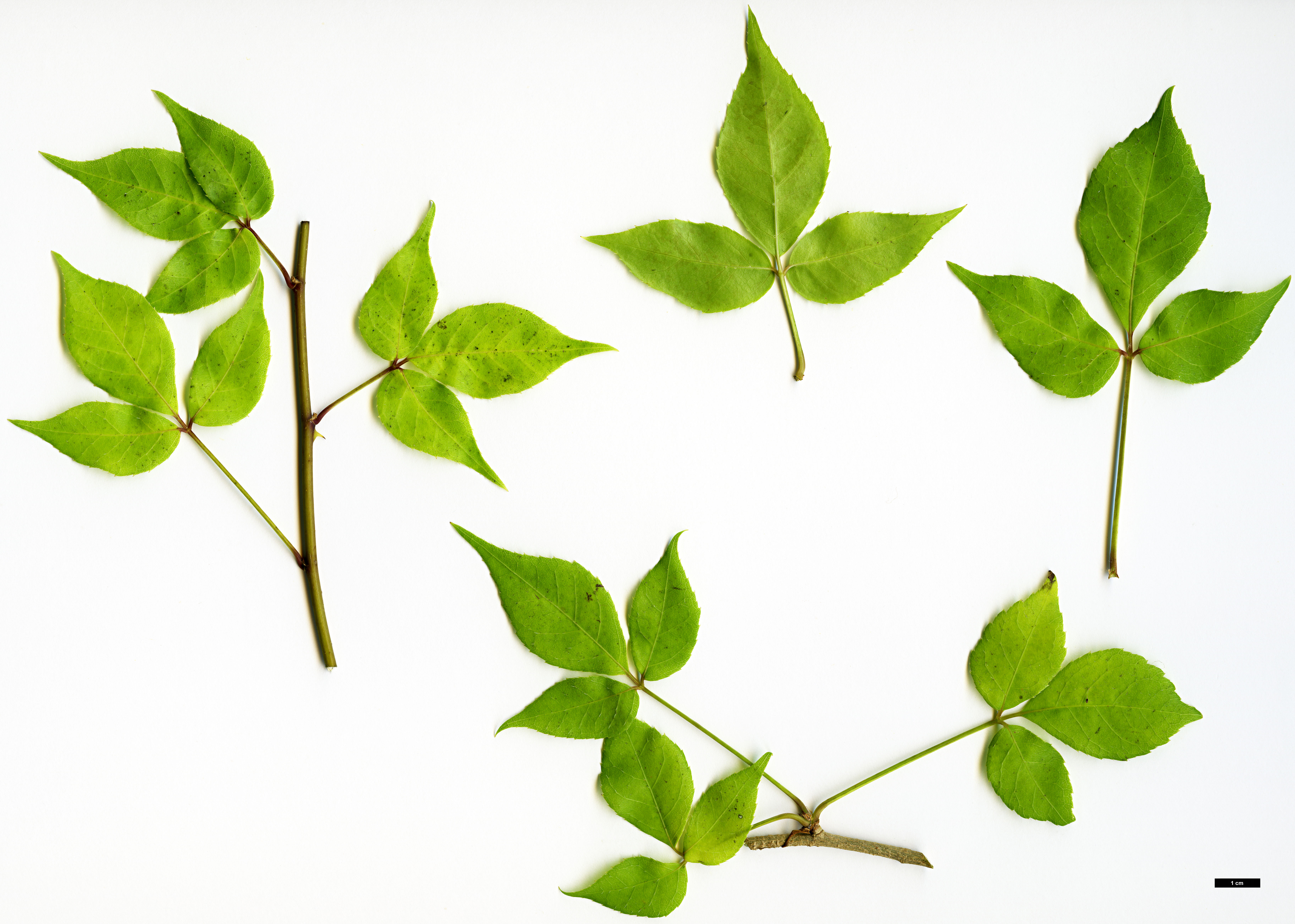 High resolution image: Family: Araliaceae - Genus: Eleutherococcus - Taxon: trifoliatus High resolution image: Family: Araliaceae - Genus: Eleutherococcus - Taxon: trifoliatus