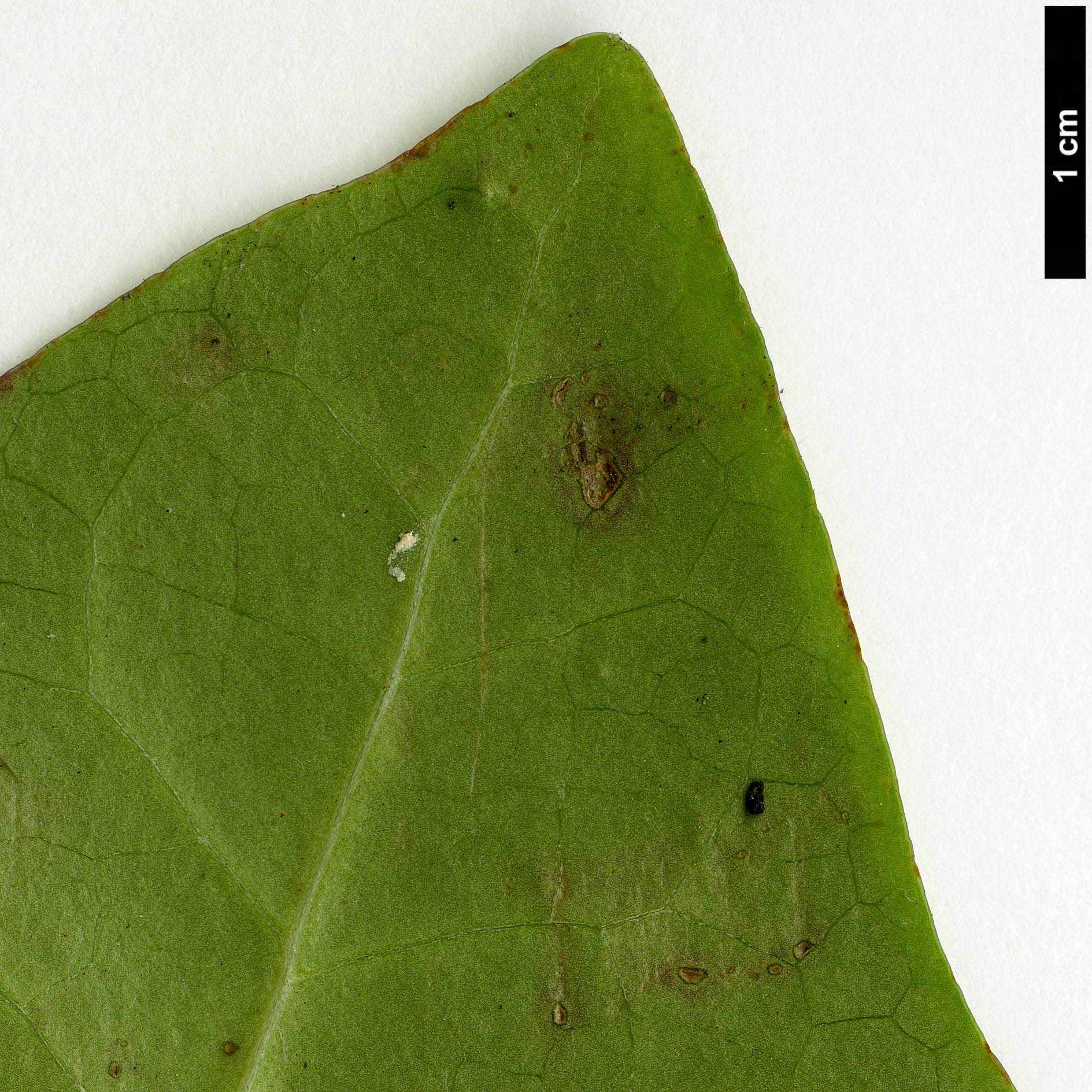 High resolution image: Family: Araliaceae - Genus: Hedera - Taxon: canariensis High resolution image: Family: Araliaceae - Genus: Hedera - Taxon: canariensis