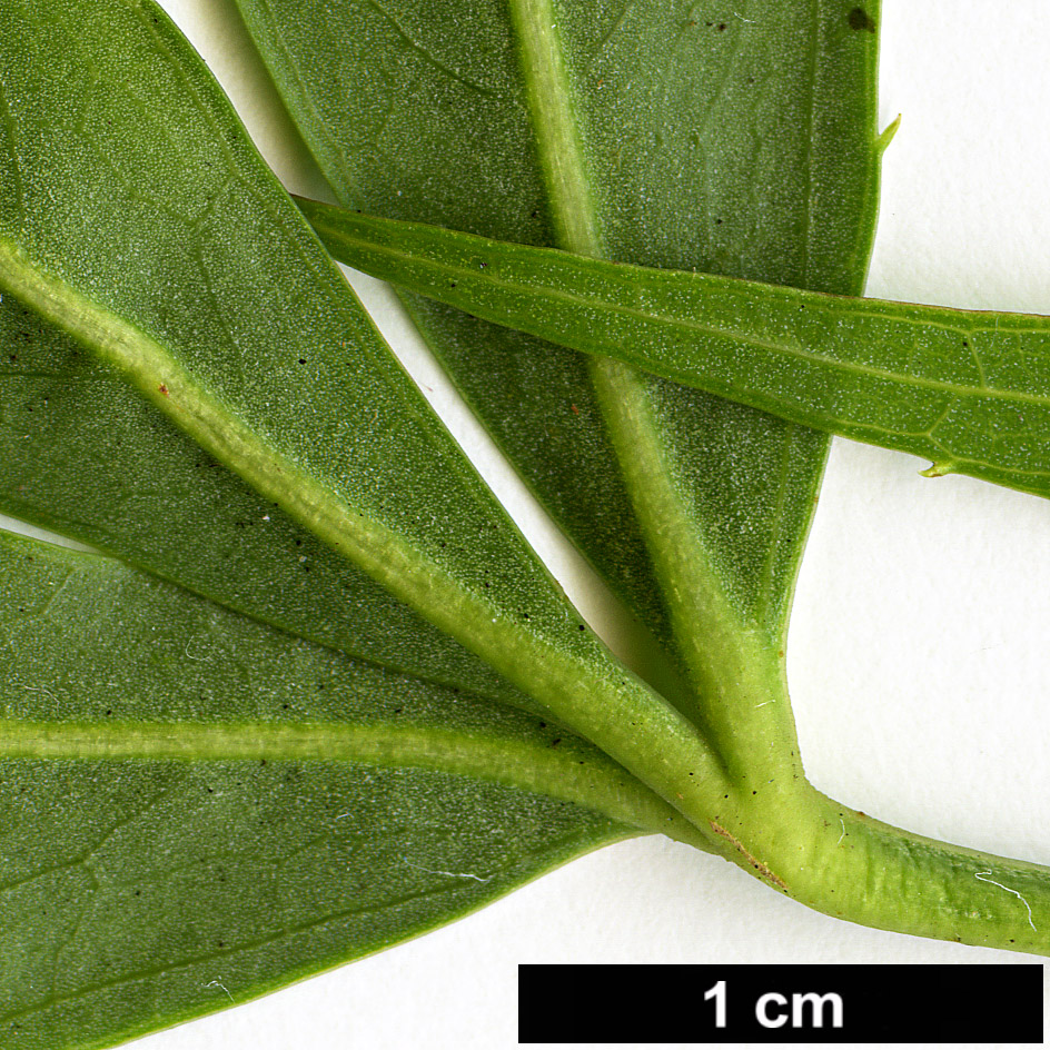 High resolution image: Family: Araliaceae - Genus: Metapanax - Taxon: delavayi