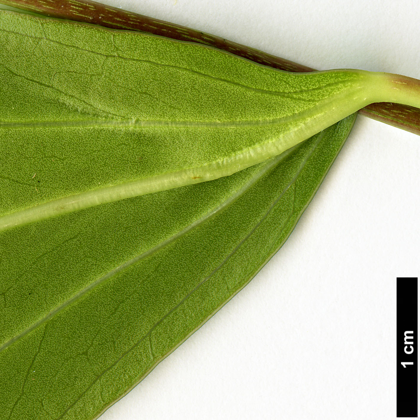 High resolution image: Family: Araliaceae - Genus: Oreopanax - Taxon: capitatus High resolution image: Family: Araliaceae - Genus: Oreopanax - Taxon: capitatus