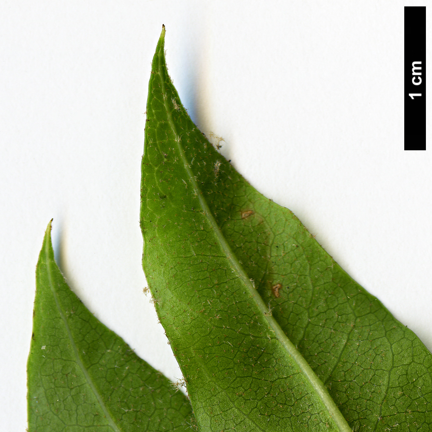 High resolution image: Family: Araliaceae - Genus: Oreopanax - Taxon: xalapensis