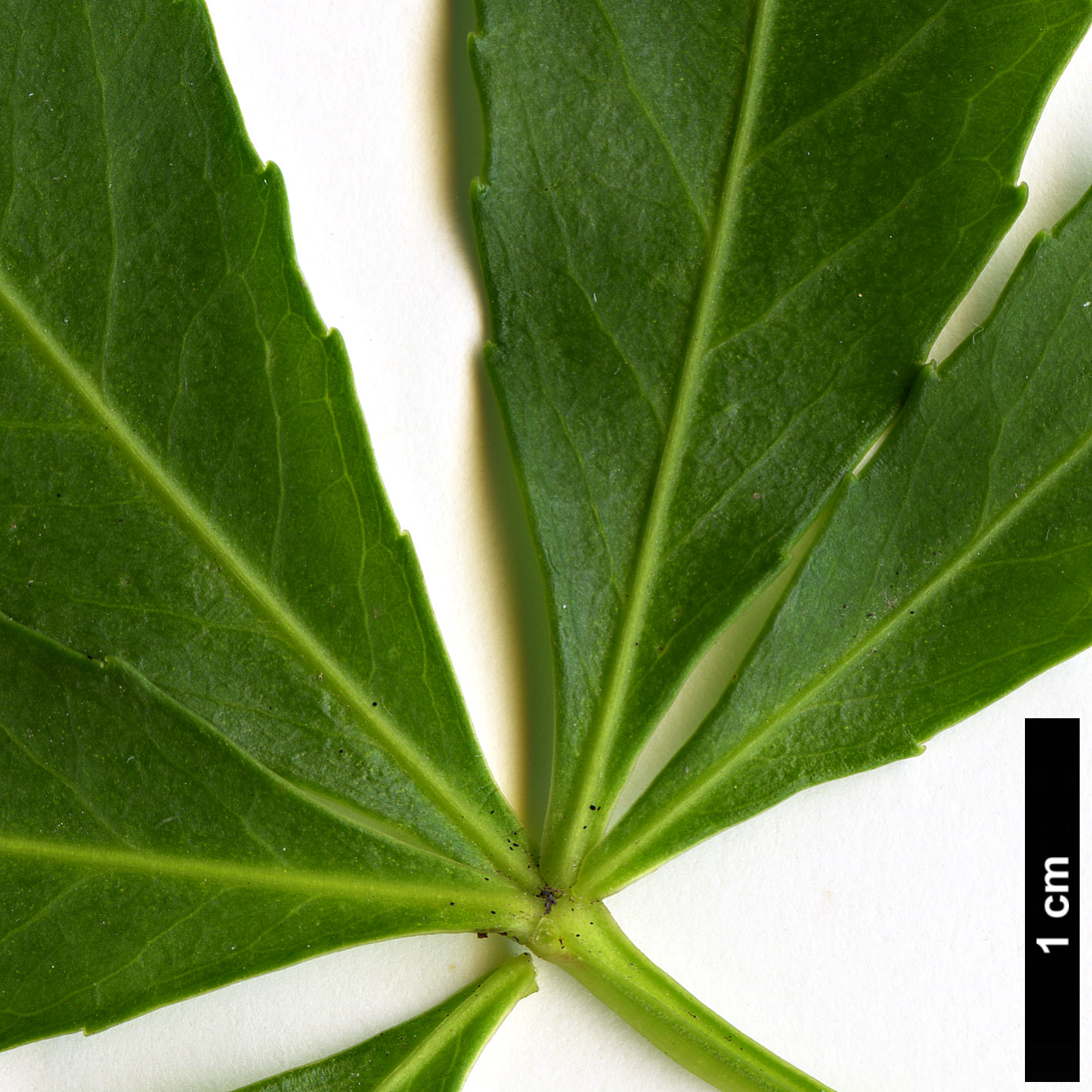 High resolution image: Family: Araliaceae - Genus: Raukaua - Taxon: laetevirens