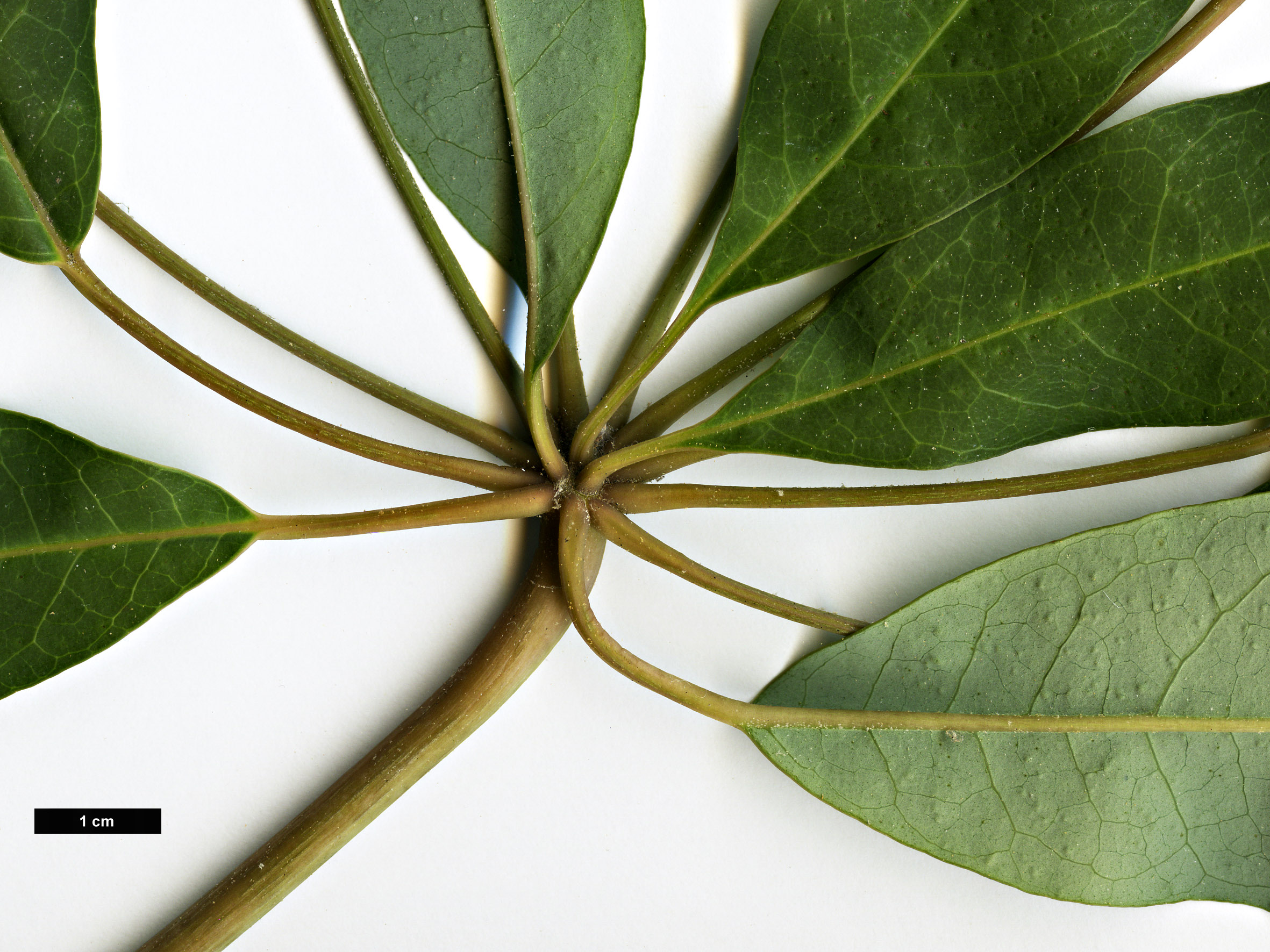 High resolution image: Family: Araliaceae - Genus: Schefflera - Taxon: enneaphylla