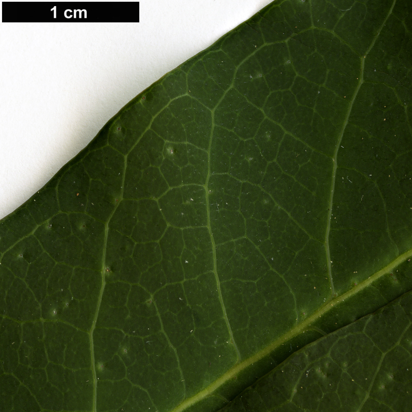 High resolution image: Family: Araliaceae - Genus: Schefflera - Taxon: enneaphylla