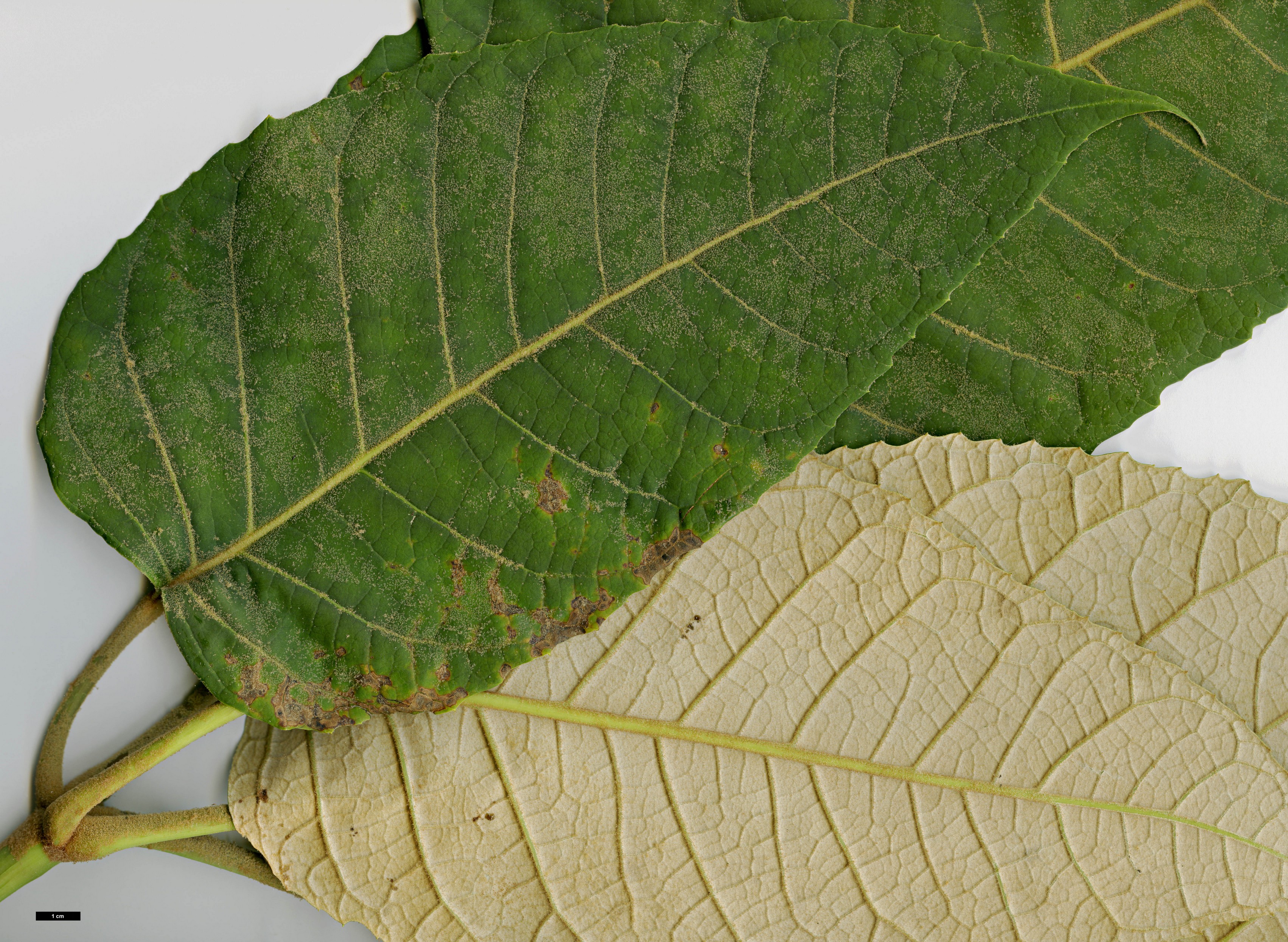 High resolution image: Family: Araliaceae - Genus: Schefflera - Taxon: macrophylla