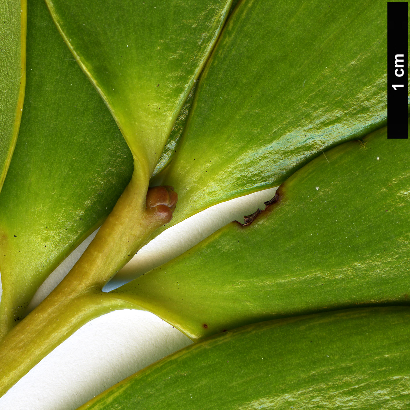 High resolution image: Family: Araucariaceae - Genus: Agathis - Taxon: philippinensis