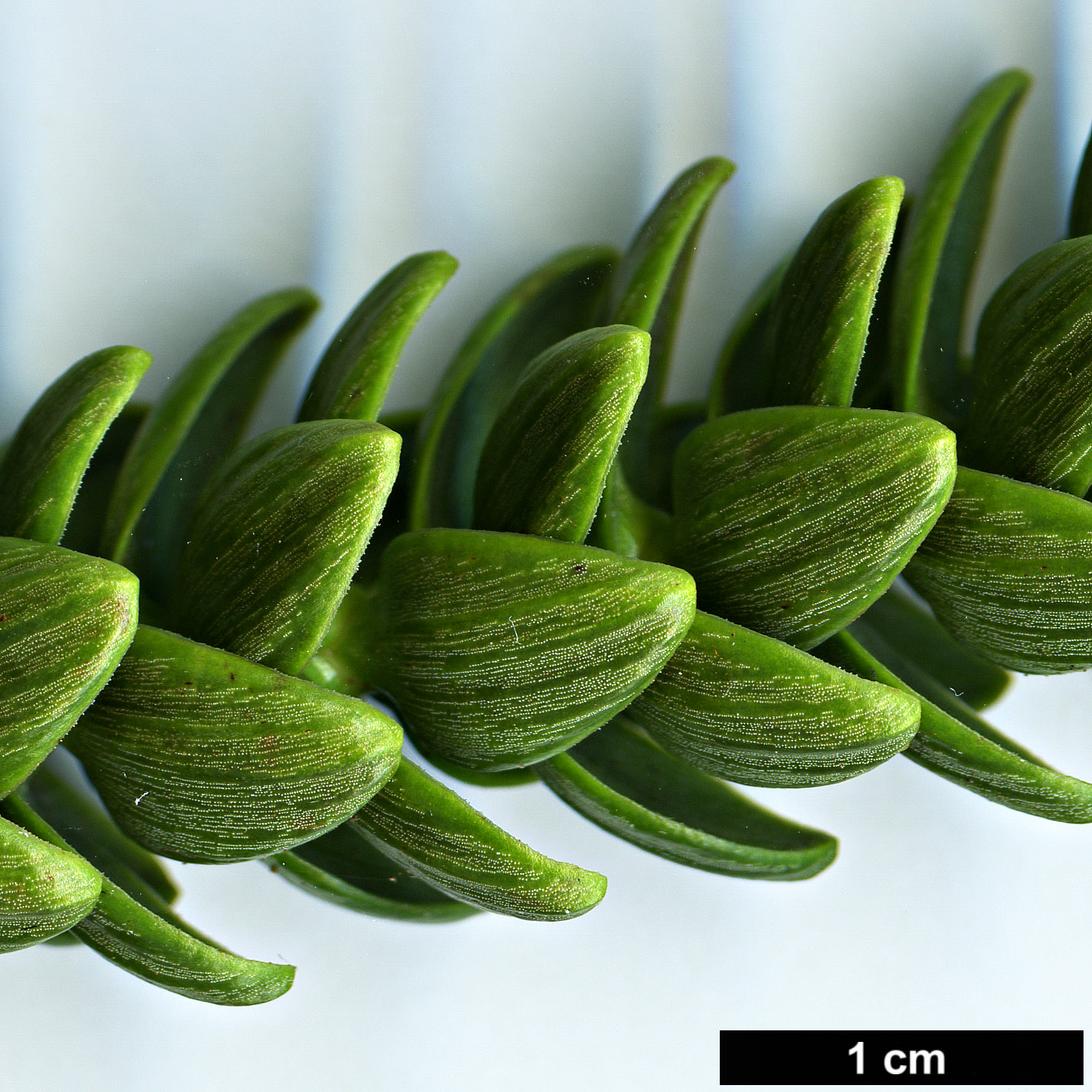 High resolution image: Family: Araucariaceae - Genus: Araucaria - Taxon: laubenfelsii
