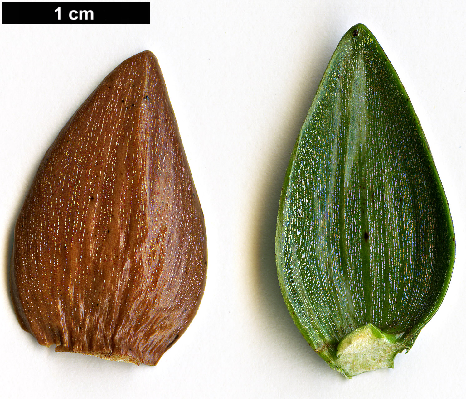 High resolution image: Family: Araucariaceae - Genus: Araucaria - Taxon: muelleri High resolution image: Family: Araucariaceae - Genus: Araucaria - Taxon: muelleri