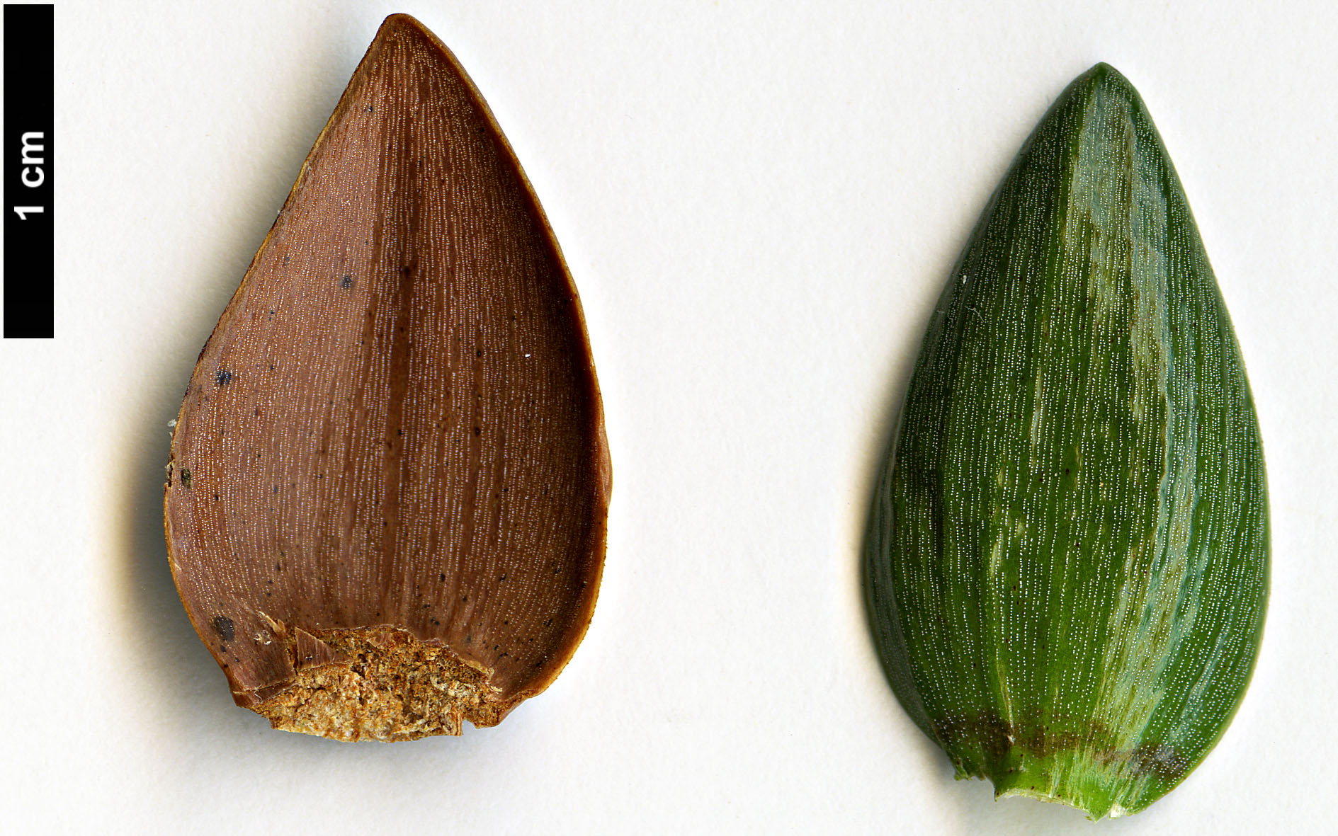 High resolution image: Family: Araucariaceae - Genus: Araucaria - Taxon: muelleri High resolution image: Family: Araucariaceae - Genus: Araucaria - Taxon: muelleri