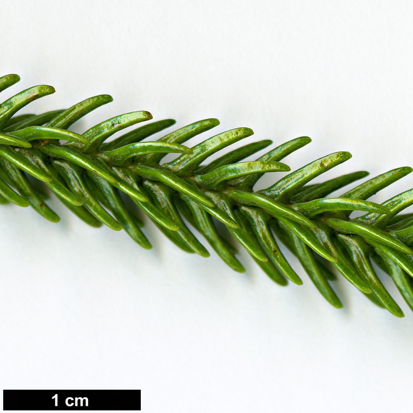 High resolution image: Family: Araucariaceae - Genus: Araucaria - Taxon: subulata