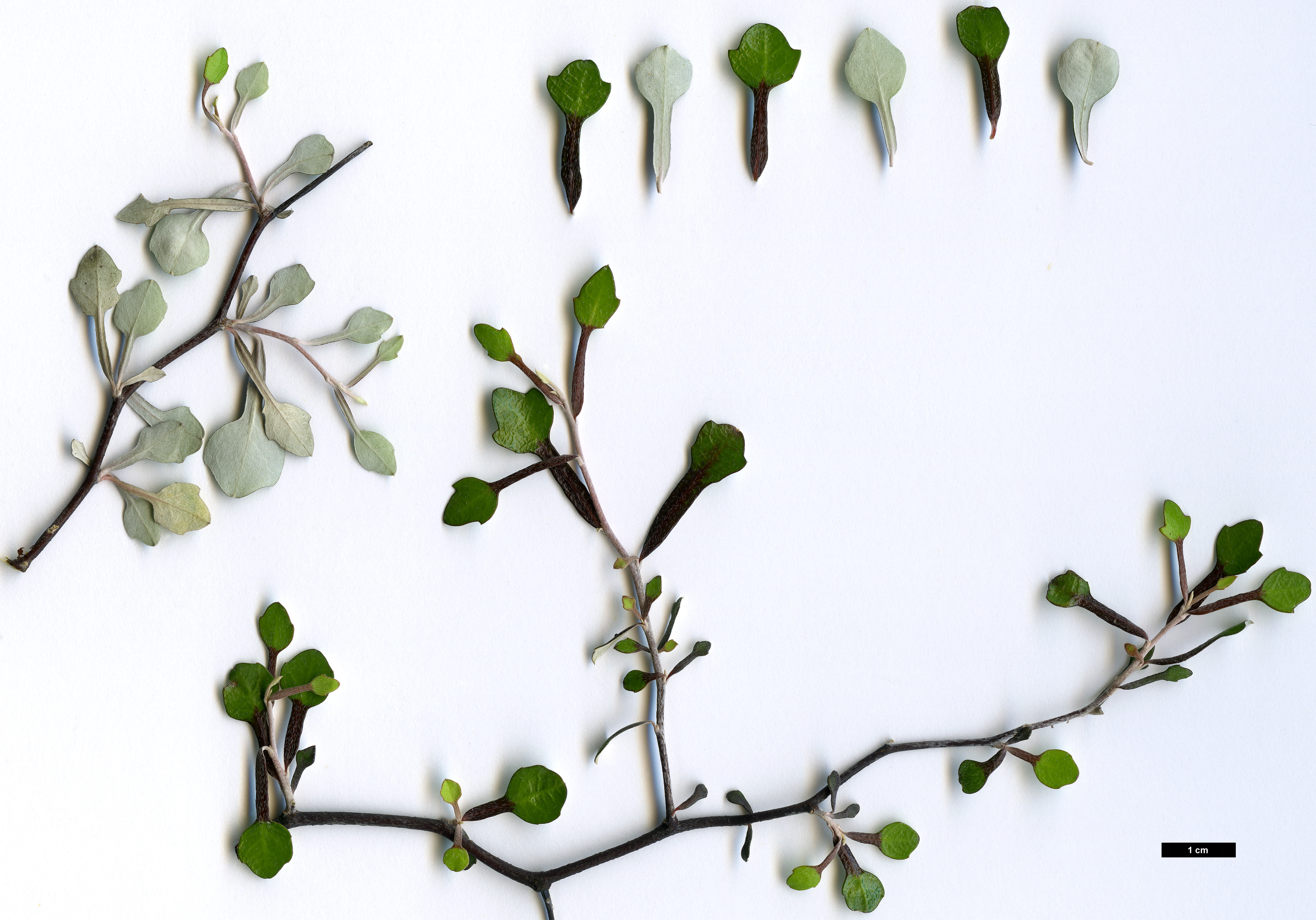 High resolution image: Family: Argophyllaceae - Genus: Corokia - Taxon: cotoneaster