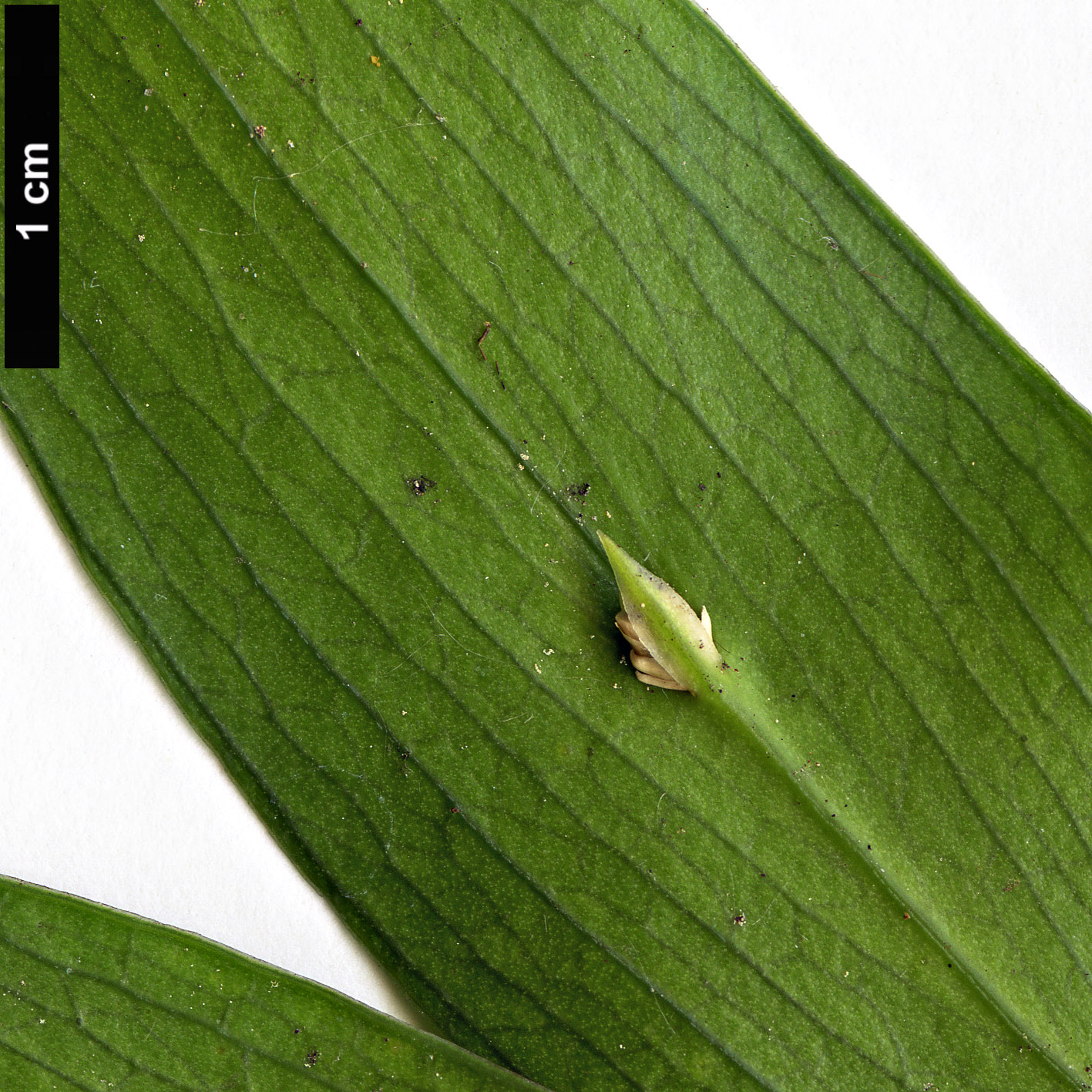 High resolution image: Family: Asparagaceae - Genus: Ruscus - Taxon: streptophyllus High resolution image: Family: Asparagaceae - Genus: Ruscus - Taxon: streptophyllus