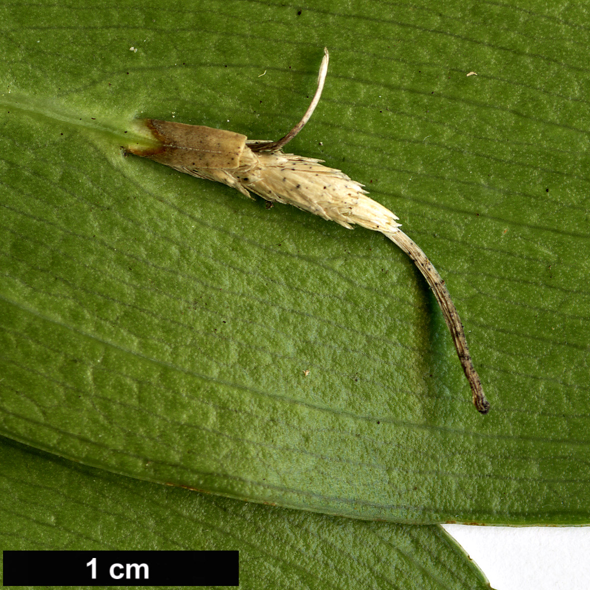 High resolution image: Family: Asparagaceae - Genus: Ruscus - Taxon: streptophyllus High resolution image: Family: Asparagaceae - Genus: Ruscus - Taxon: streptophyllus