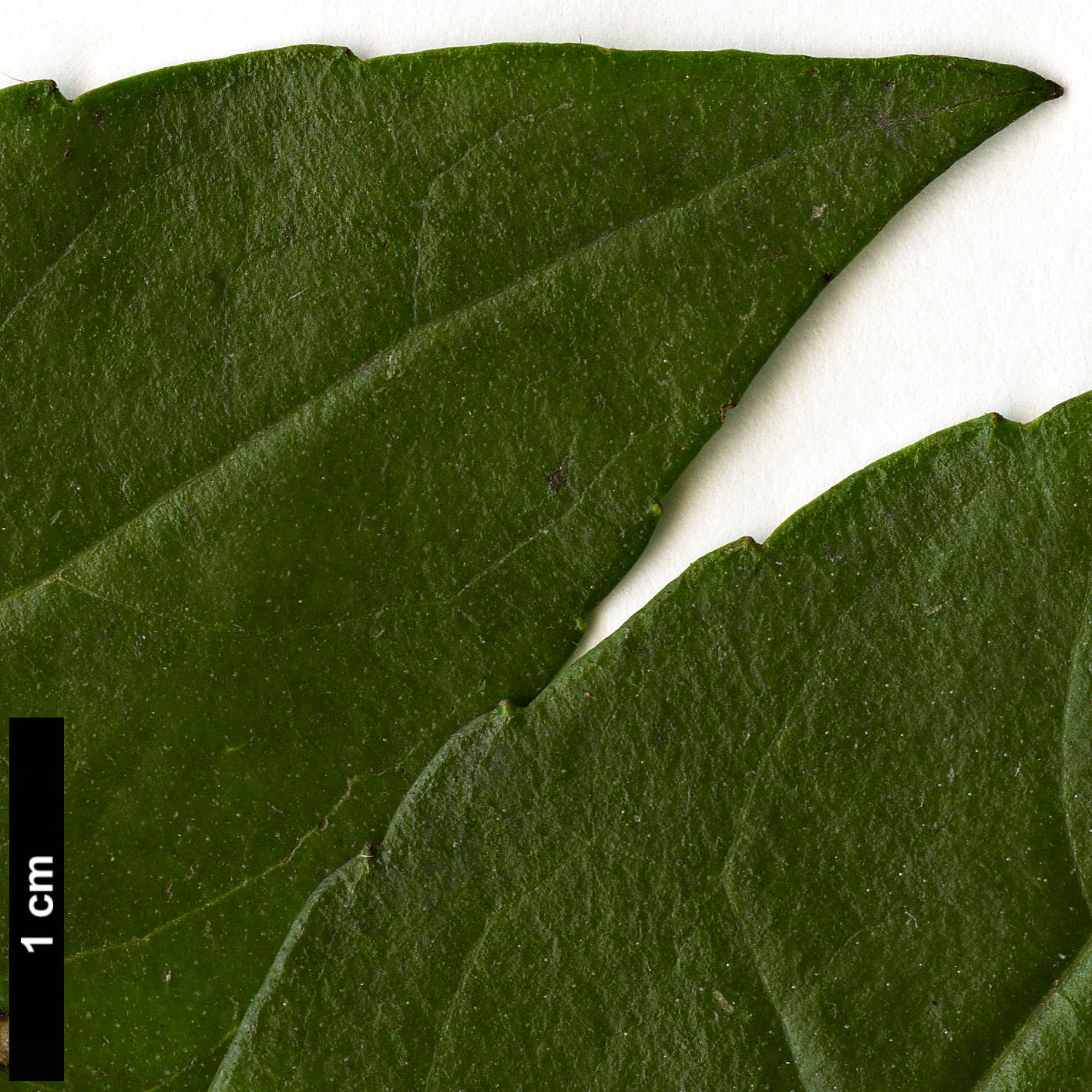 High resolution image: Family: Asteraceae - Genus: Ageratina - Taxon: ligustrina