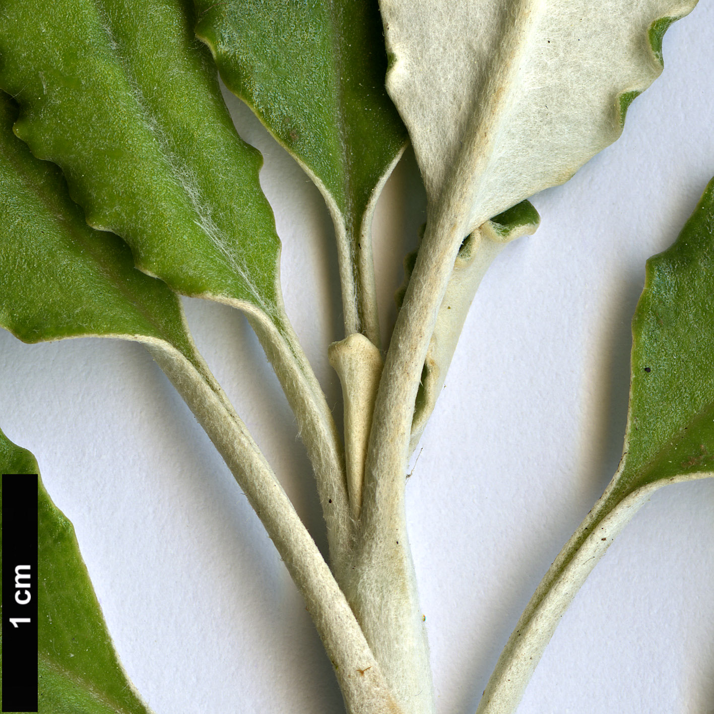 High resolution image: Family: Asteraceae - Genus: Brachyglottis - Taxon: monroi