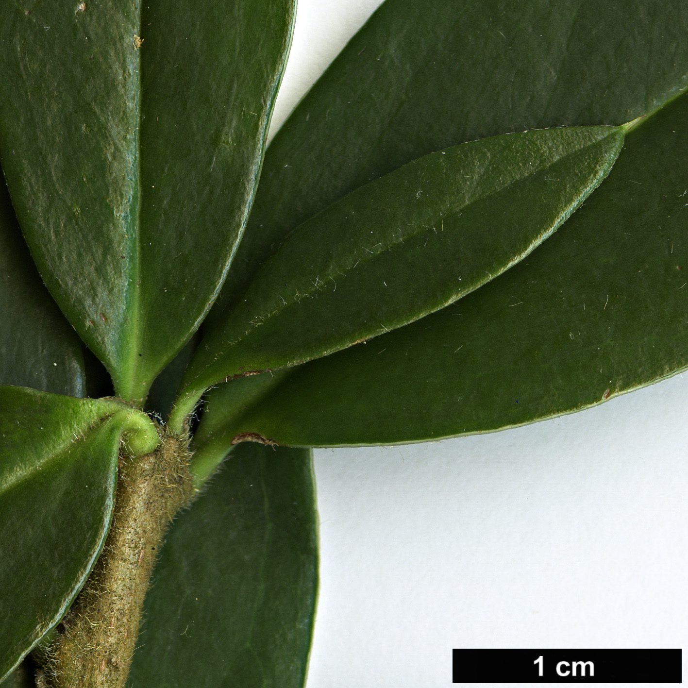 High resolution image: Family: Asteraceae - Genus: Dasyphyllum - Taxon: diacanthoides High resolution image: Family: Asteraceae - Genus: Dasyphyllum - Taxon: diacanthoides