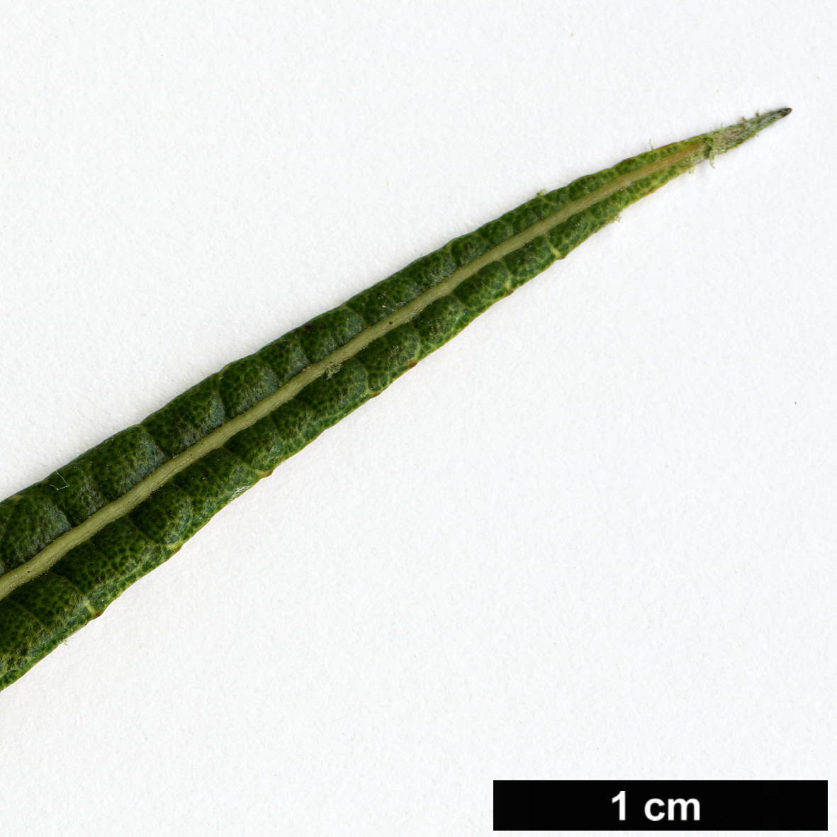 High resolution image: Family: Asteraceae - Genus: Olearia - Taxon: lacunosa