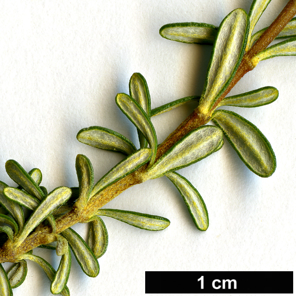 High resolution image: Family: Asteraceae - Genus: Olearia - Taxon: virgata High resolution image: Family: Asteraceae - Genus: Olearia - Taxon: virgata