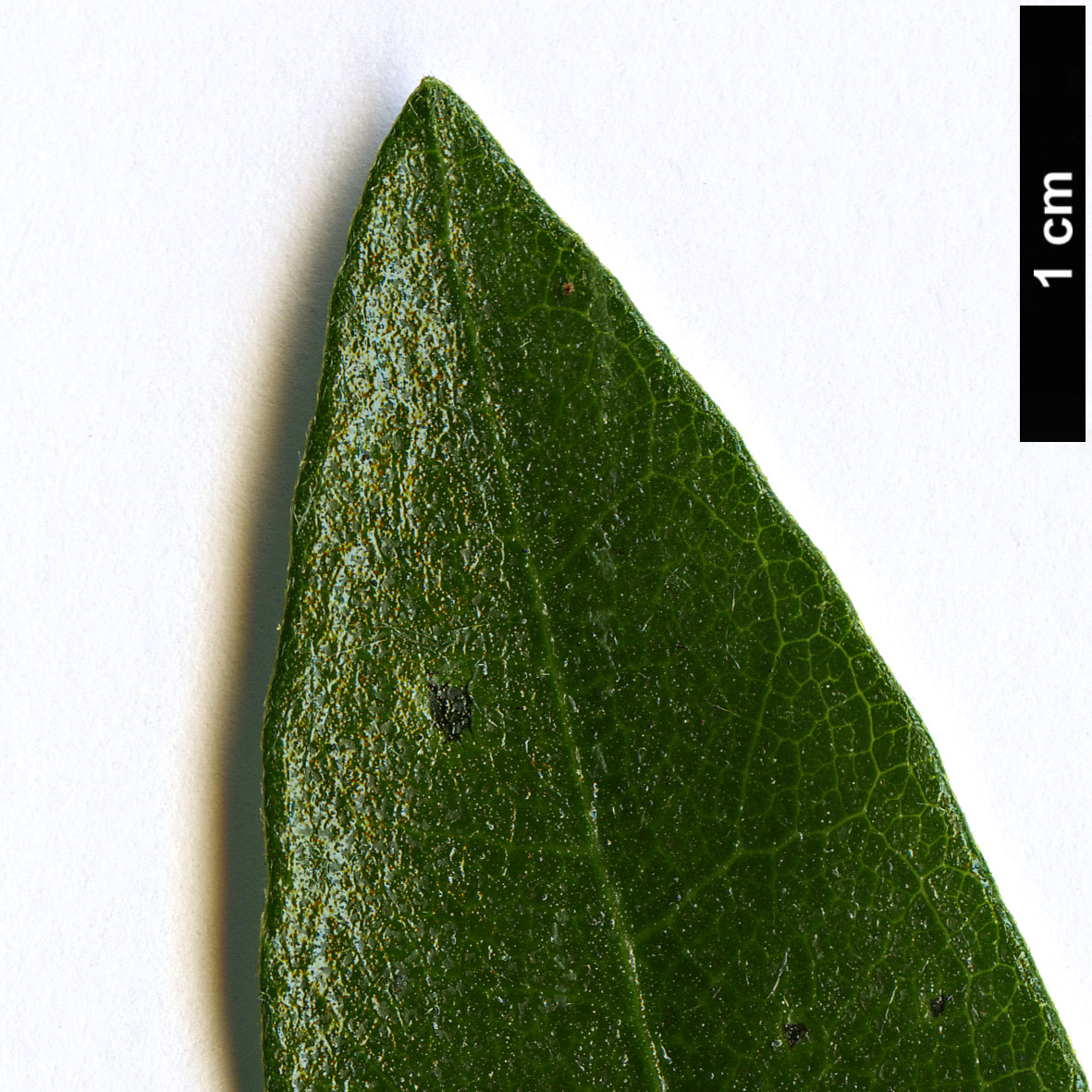 High resolution image: Family: Asteraceae - Genus: Olearia - Taxon: viscosa High resolution image: Family: Asteraceae - Genus: Olearia - Taxon: viscosa