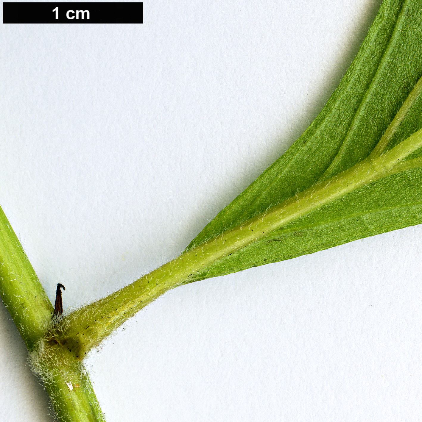 High resolution image: Family: Asteraceae - Genus: Tithonia - Taxon: diversifolia