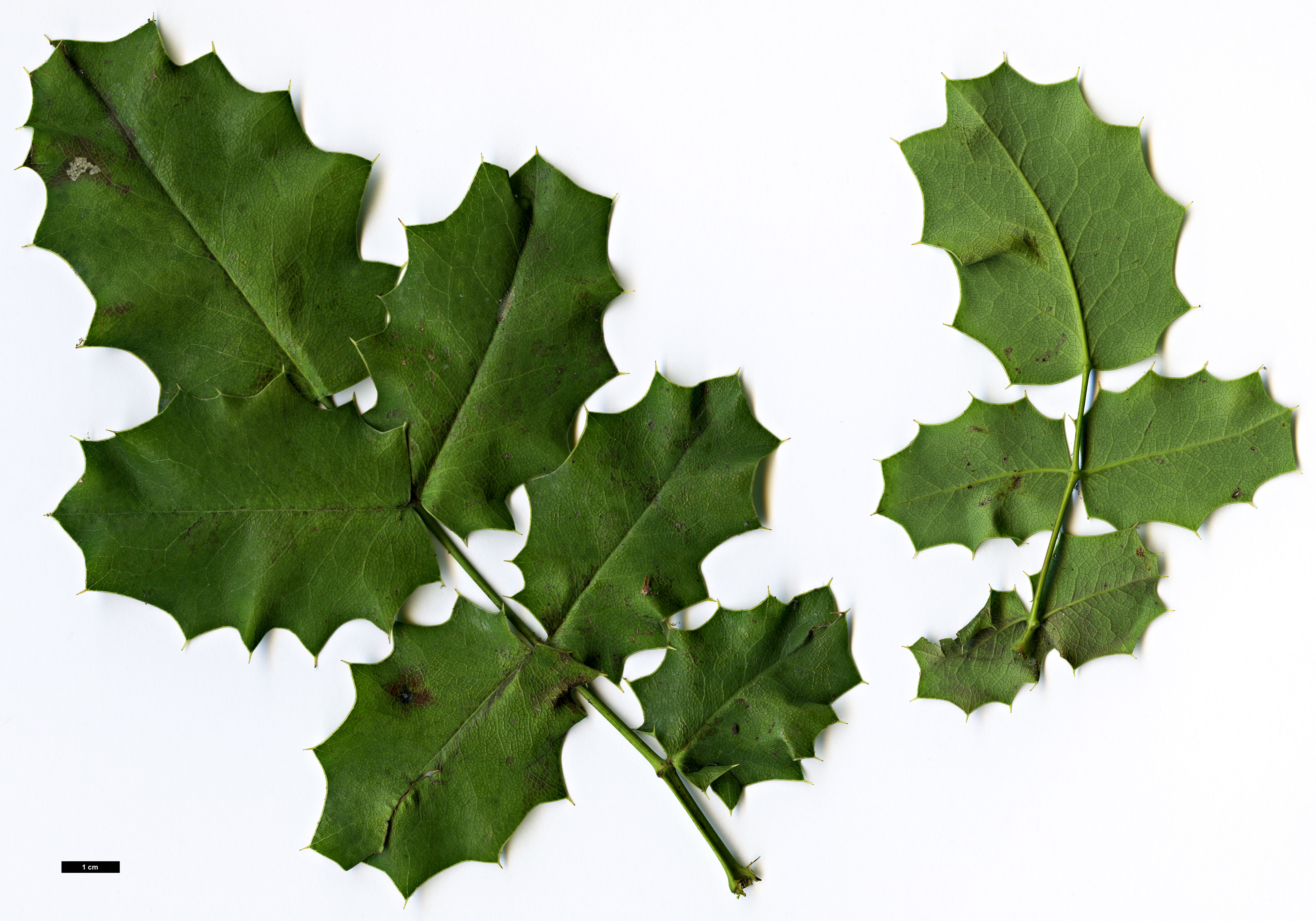 High resolution image: Family: Berberidaceae - Genus: Mahonia - Taxon: dictyota High resolution image: Family: Berberidaceae - Genus: Mahonia - Taxon: dictyota