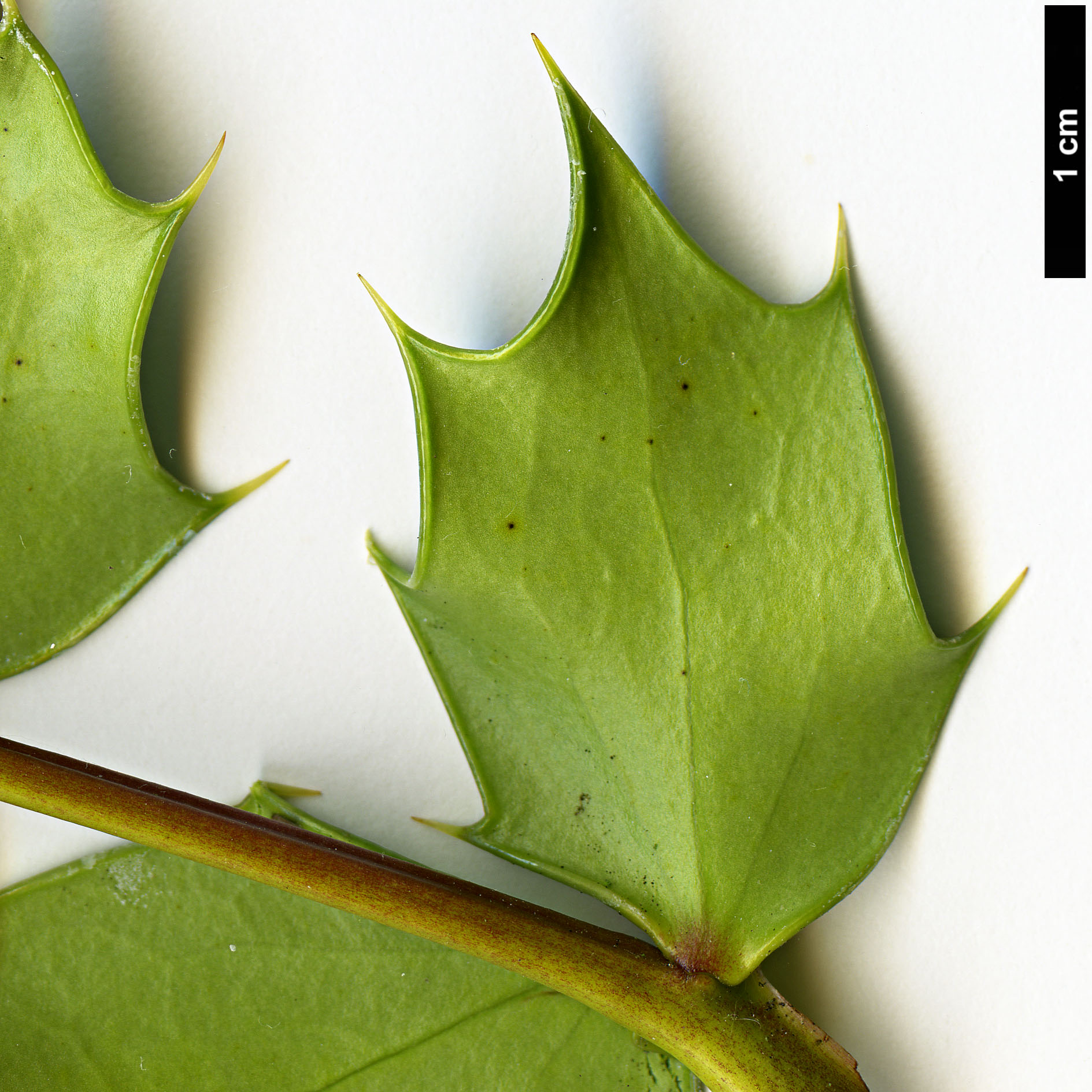 High resolution image: Family: Berberidaceae - Genus: Mahonia - Taxon: japonica
