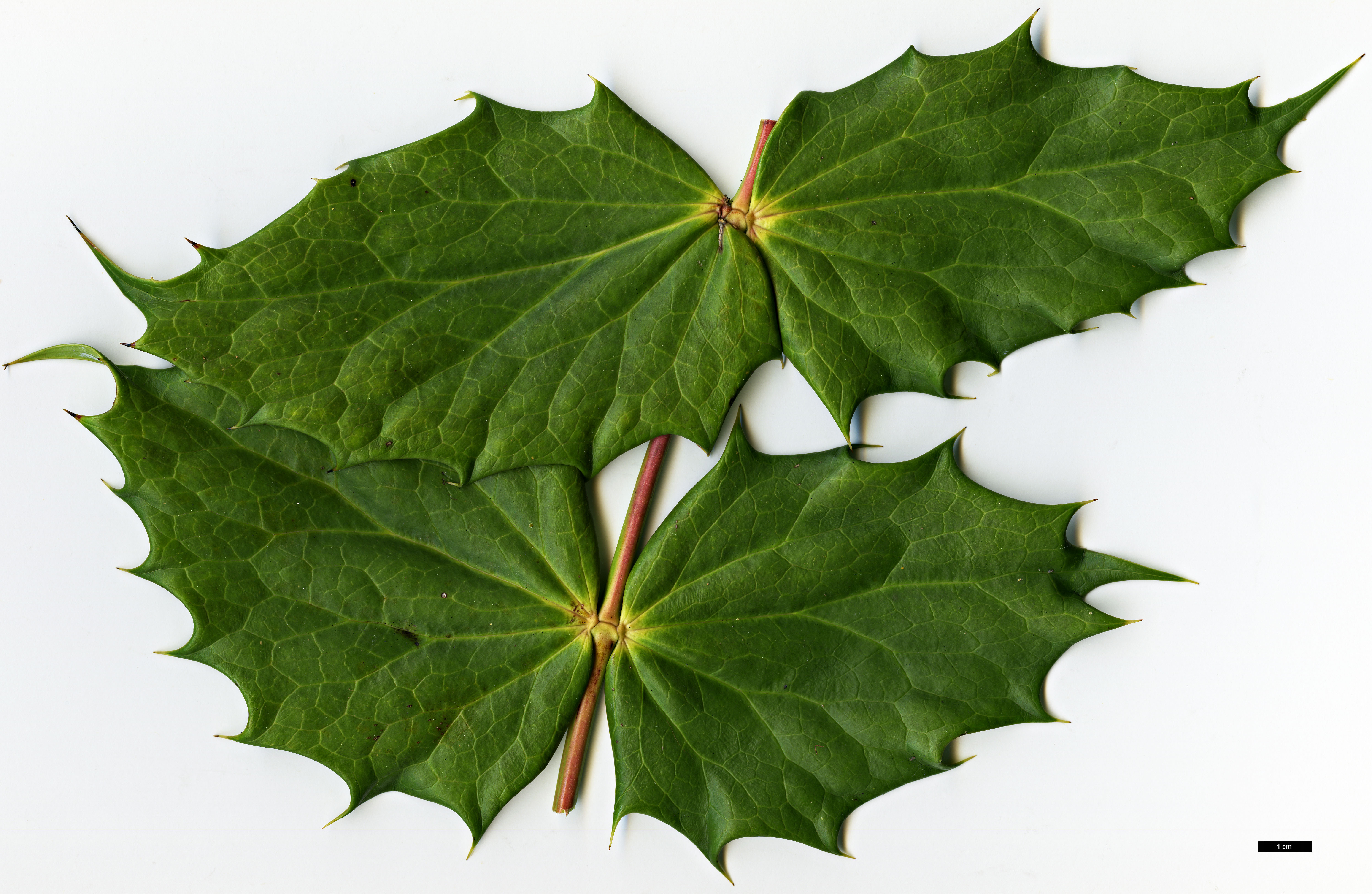 High resolution image: Family: Berberidaceae - Genus: Mahonia - Taxon: lancasteri High resolution image: Family: Berberidaceae - Genus: Mahonia - Taxon: lancasteri