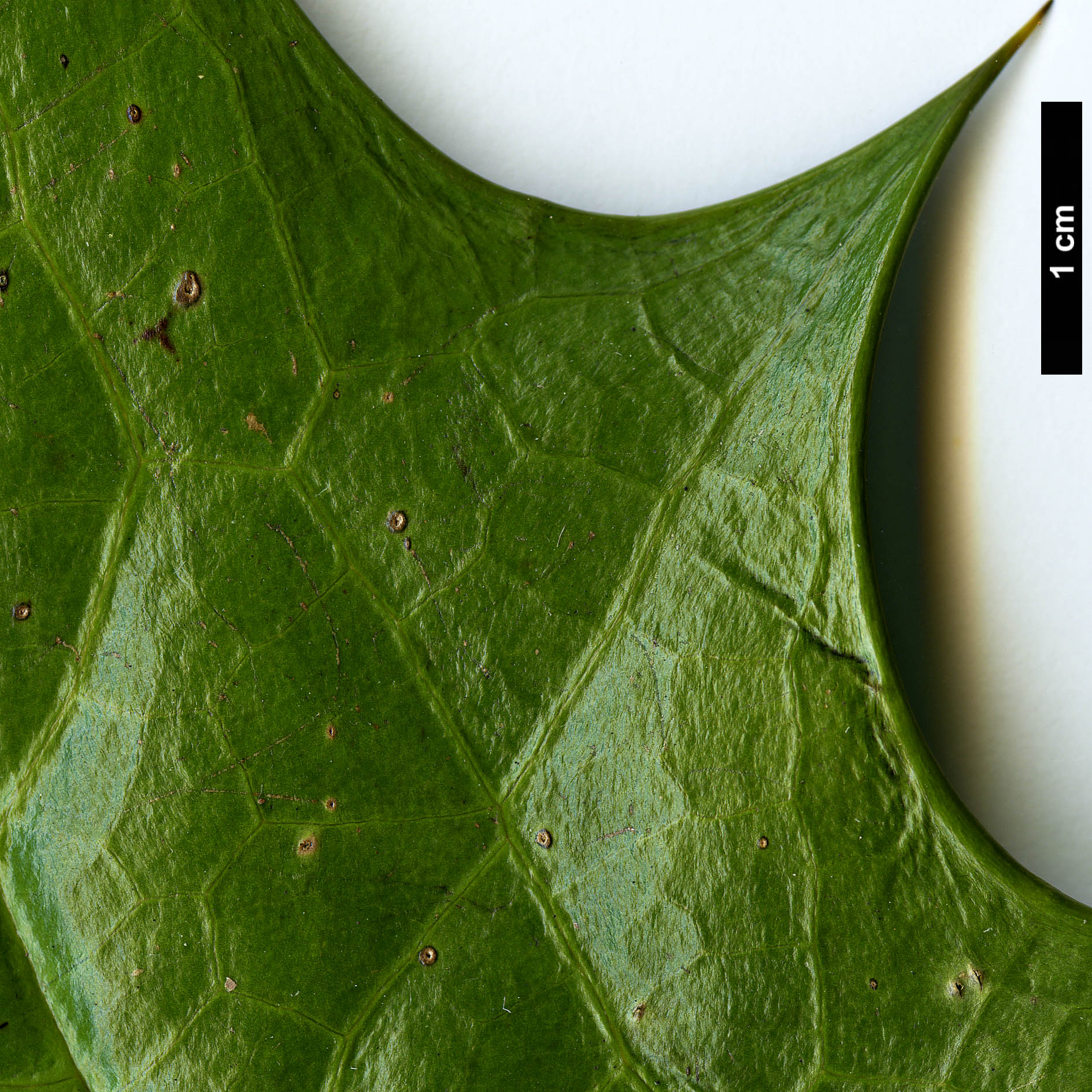 High resolution image: Family: Berberidaceae - Genus: Mahonia - Taxon: leveilleana High resolution image: Family: Berberidaceae - Genus: Mahonia - Taxon: leveilleana