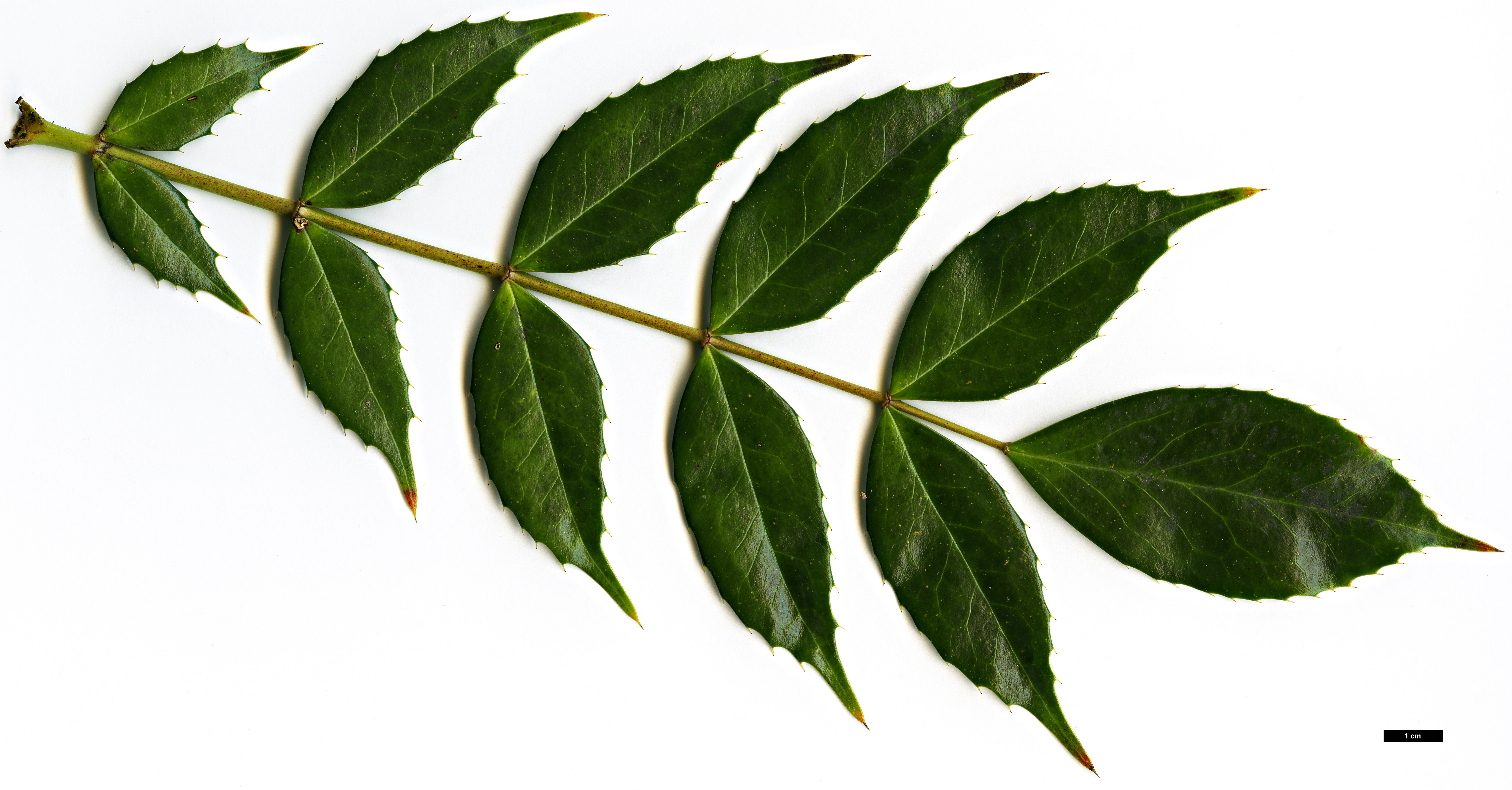 High resolution image: Family: Berberidaceae - Genus: Mahonia - Taxon: lushuiensis