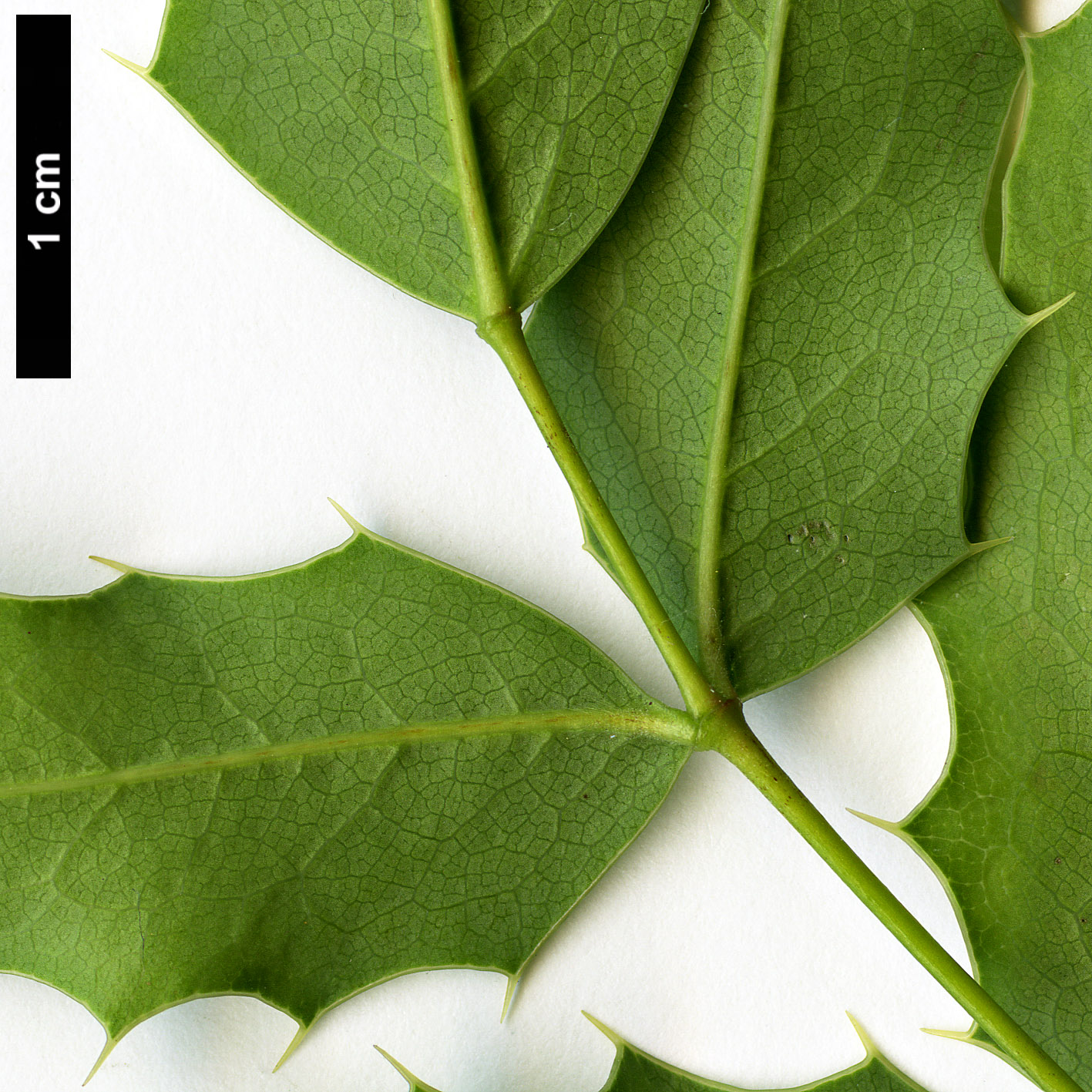 High resolution image: Family: Berberidaceae - Genus: Mahonia - Taxon: moranensis High resolution image: Family: Berberidaceae - Genus: Mahonia - Taxon: moranensis