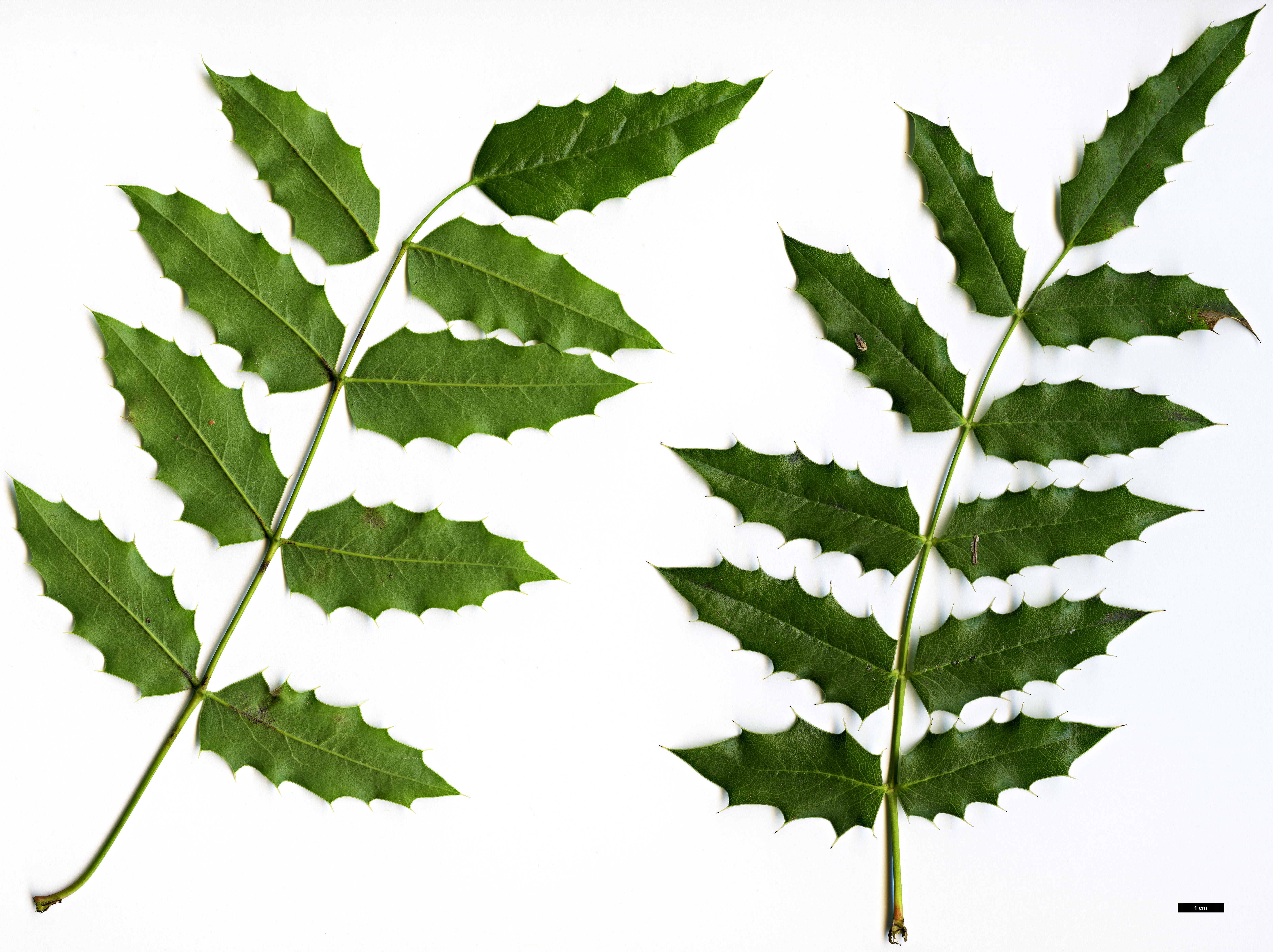 High resolution image: Family: Berberidaceae - Genus: Mahonia - Taxon: moranensis High resolution image: Family: Berberidaceae - Genus: Mahonia - Taxon: moranensis