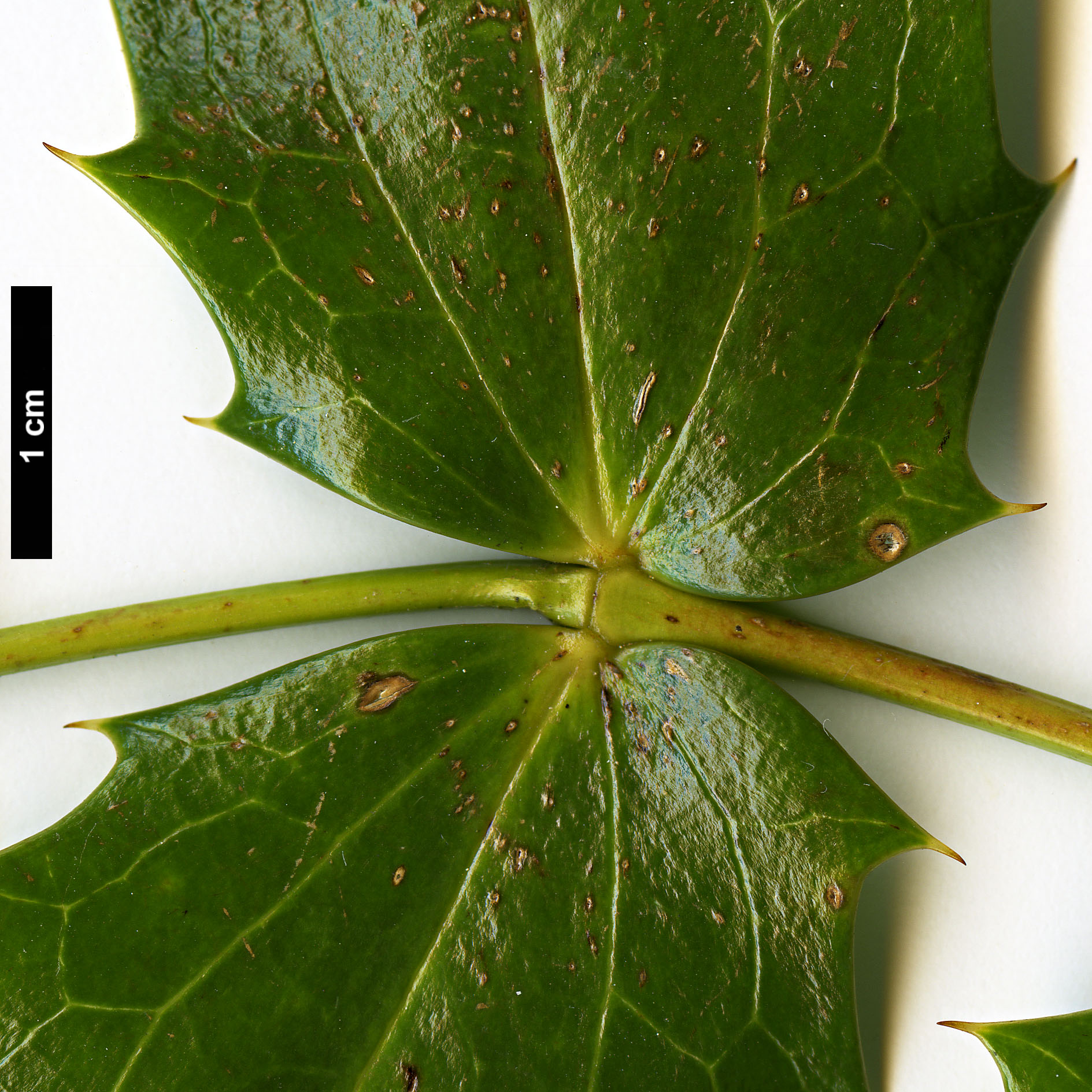 High resolution image: Family: Berberidaceae - Genus: Mahonia - Taxon: napaulensis - SpeciesSub: 'Maharajah'