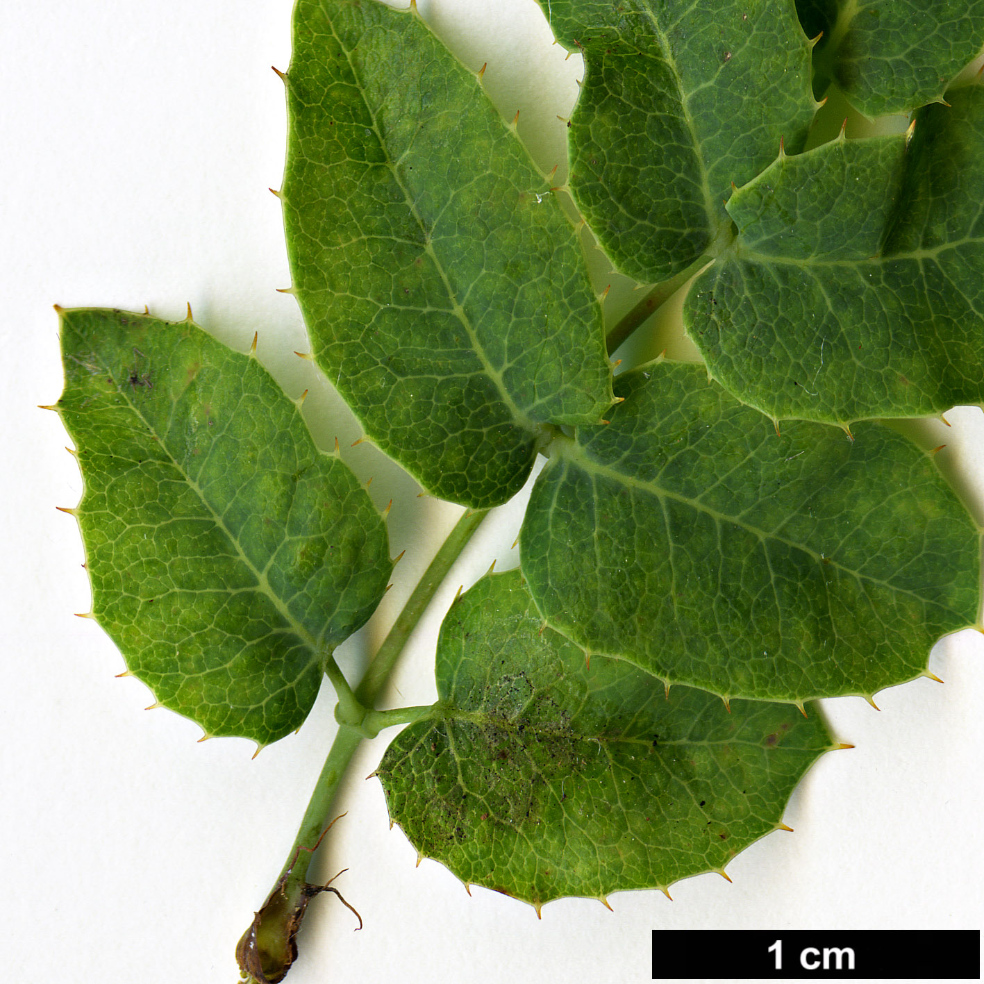 High resolution image: Family: Berberidaceae - Genus: Mahonia - Taxon: nevinii