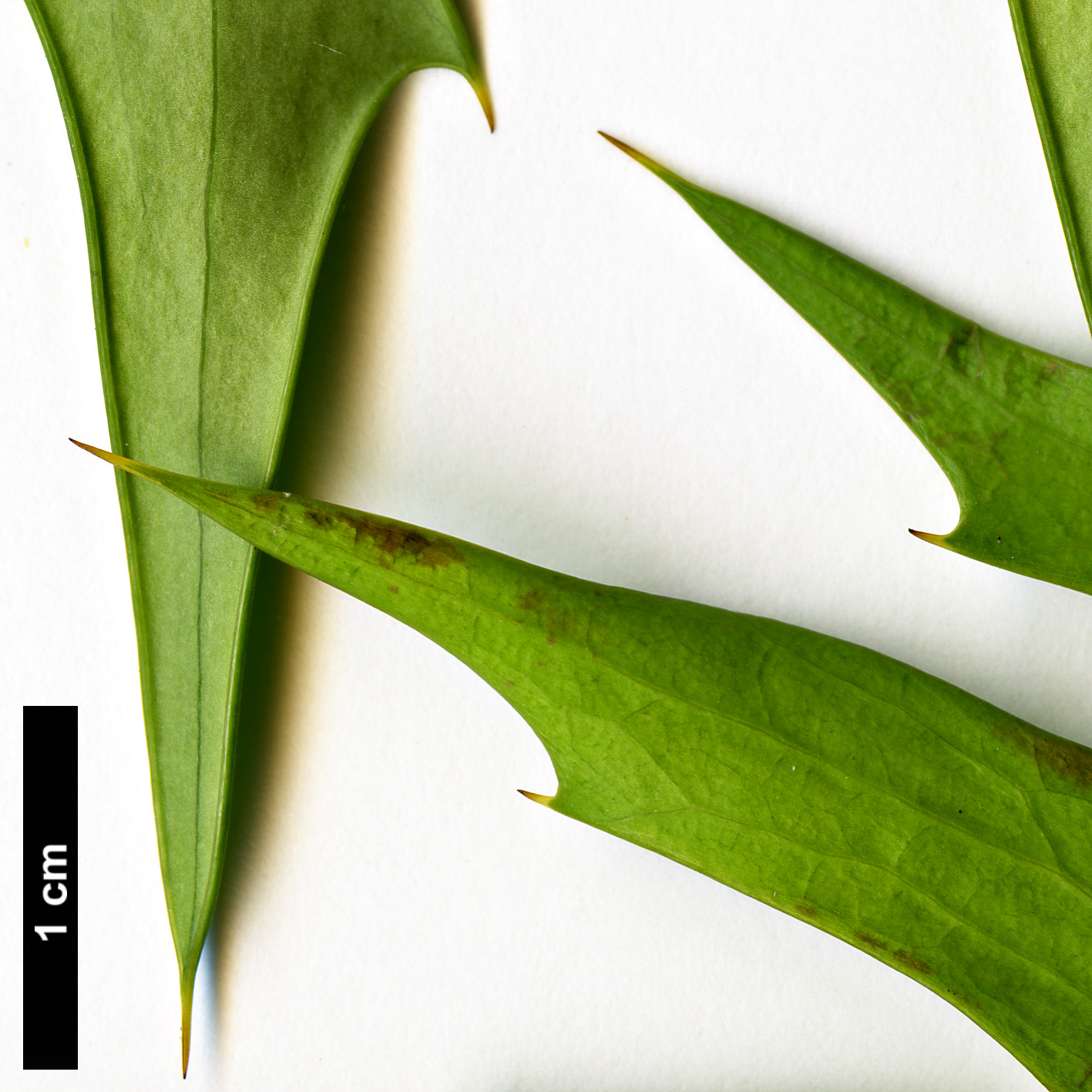 High resolution image: Family: Berberidaceae - Genus: Mahonia - Taxon: oiwakensis High resolution image: Family: Berberidaceae - Genus: Mahonia - Taxon: oiwakensis