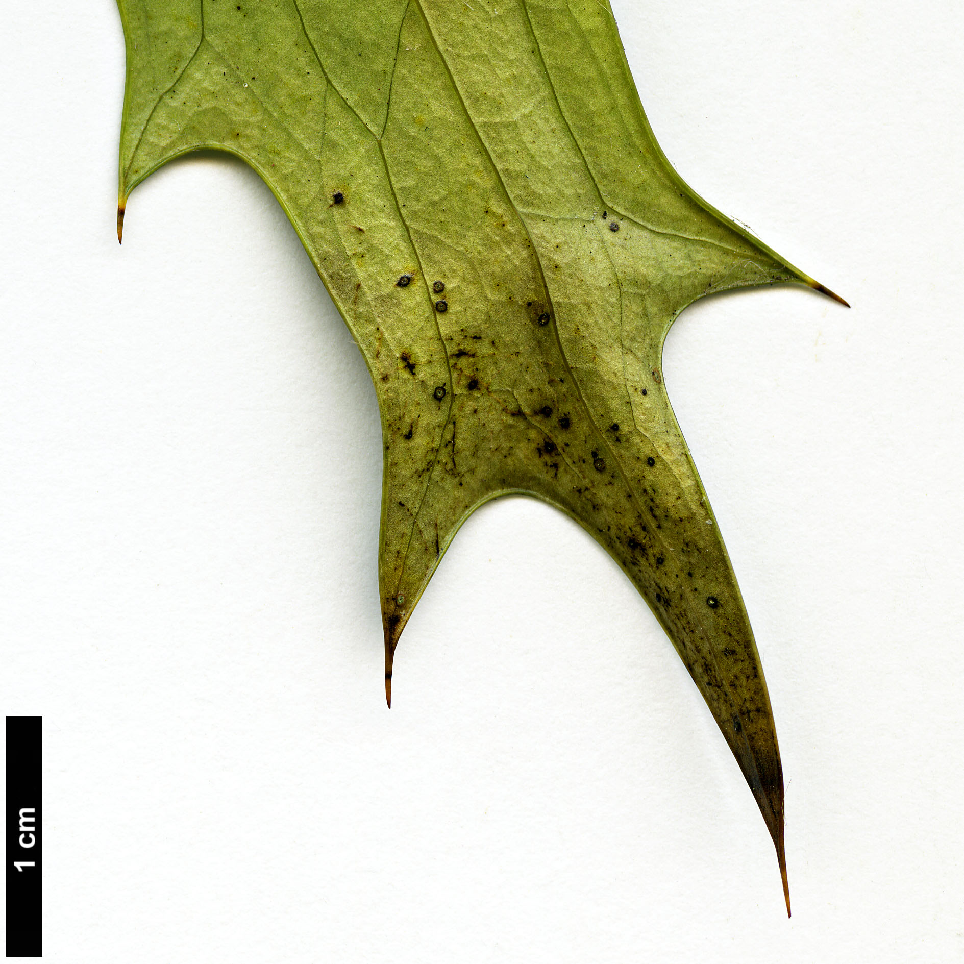 High resolution image: Family: Berberidaceae - Genus: Mahonia - Taxon: oiwakensis High resolution image: Family: Berberidaceae - Genus: Mahonia - Taxon: oiwakensis