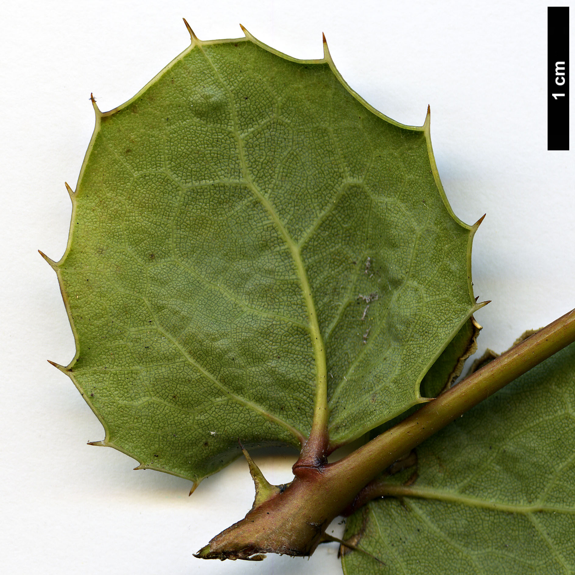 High resolution image: Family: Berberidaceae - Genus: Mahonia - Taxon: paxii