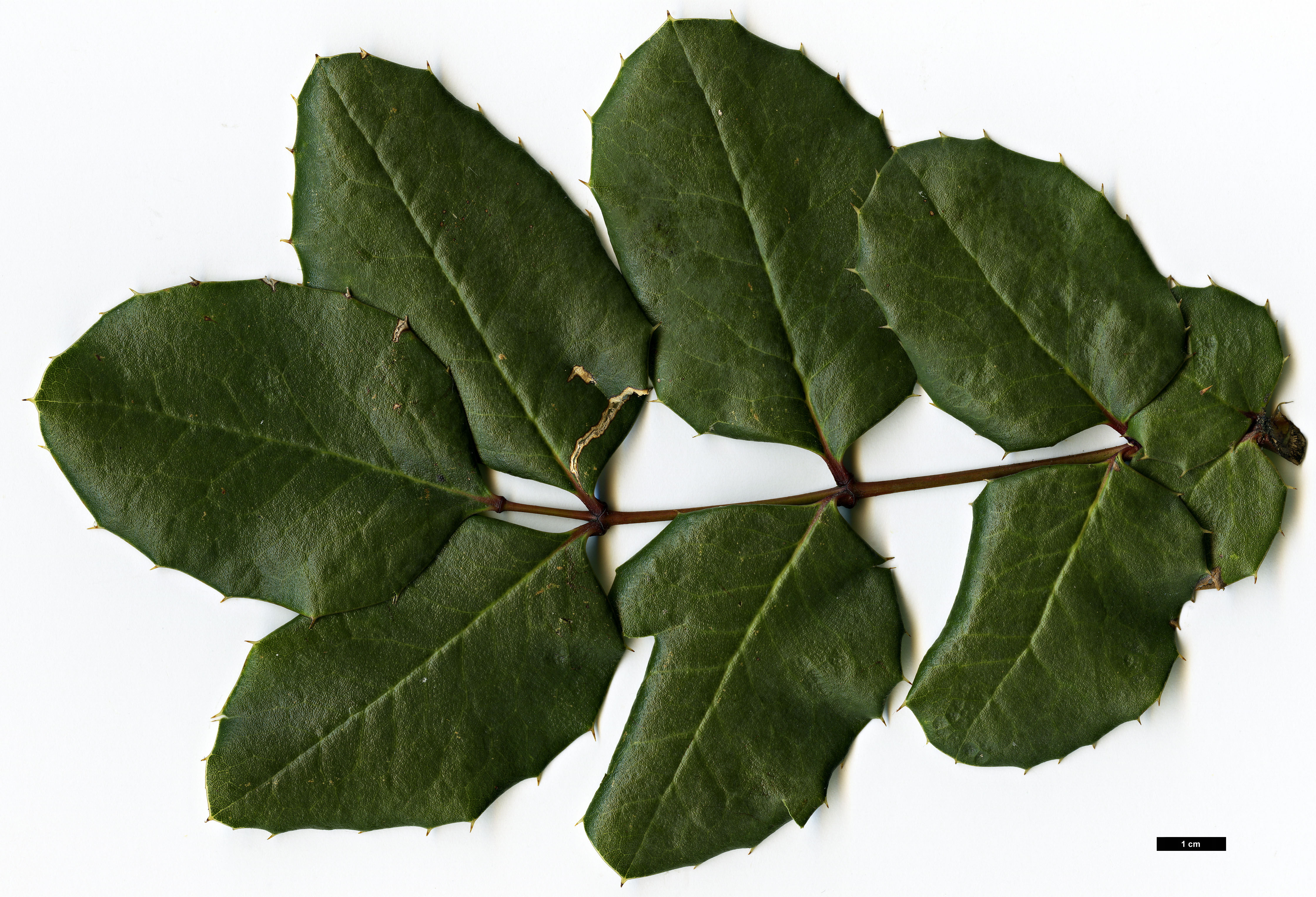 High resolution image: Family: Berberidaceae - Genus: Mahonia - Taxon: paxii