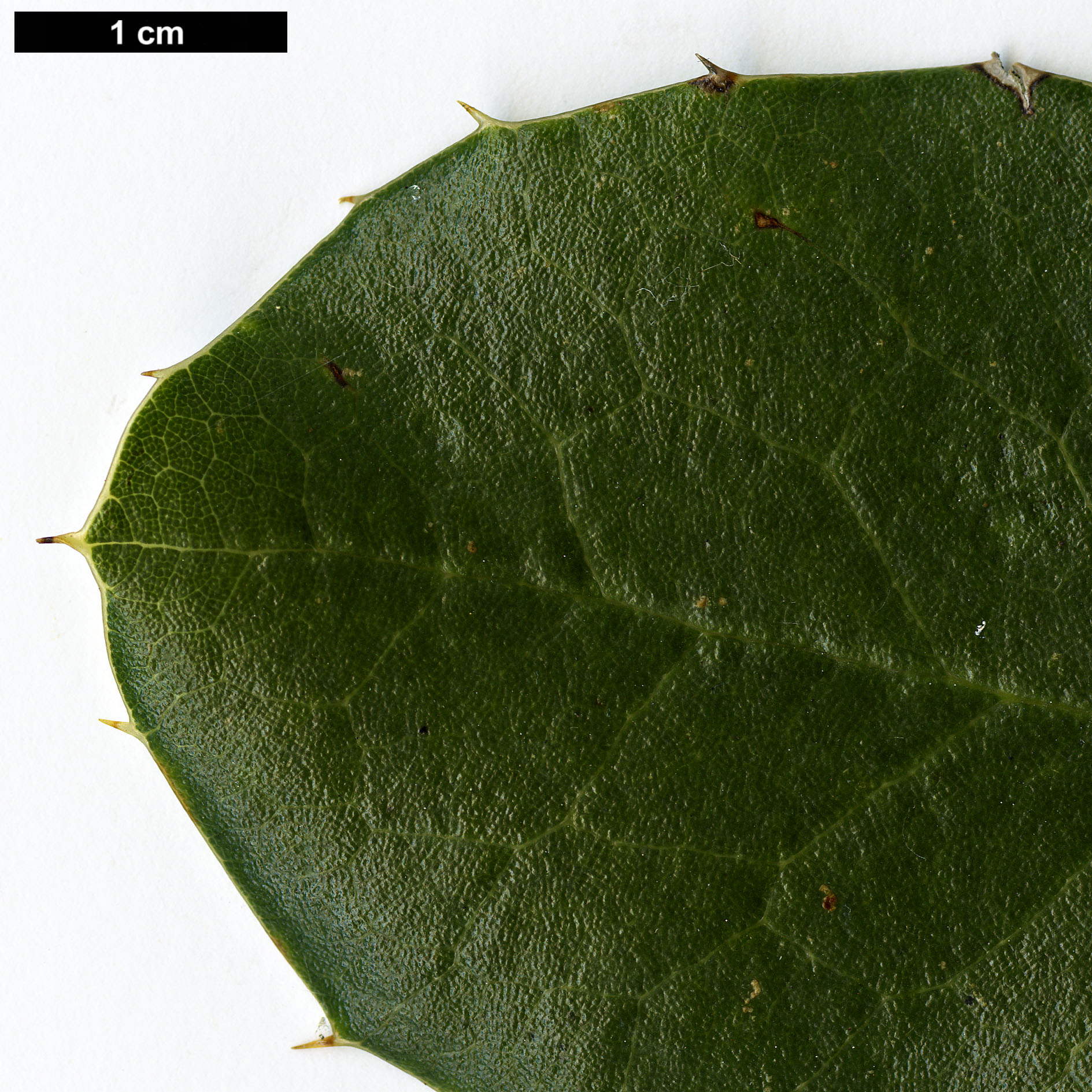 High resolution image: Family: Berberidaceae - Genus: Mahonia - Taxon: paxii