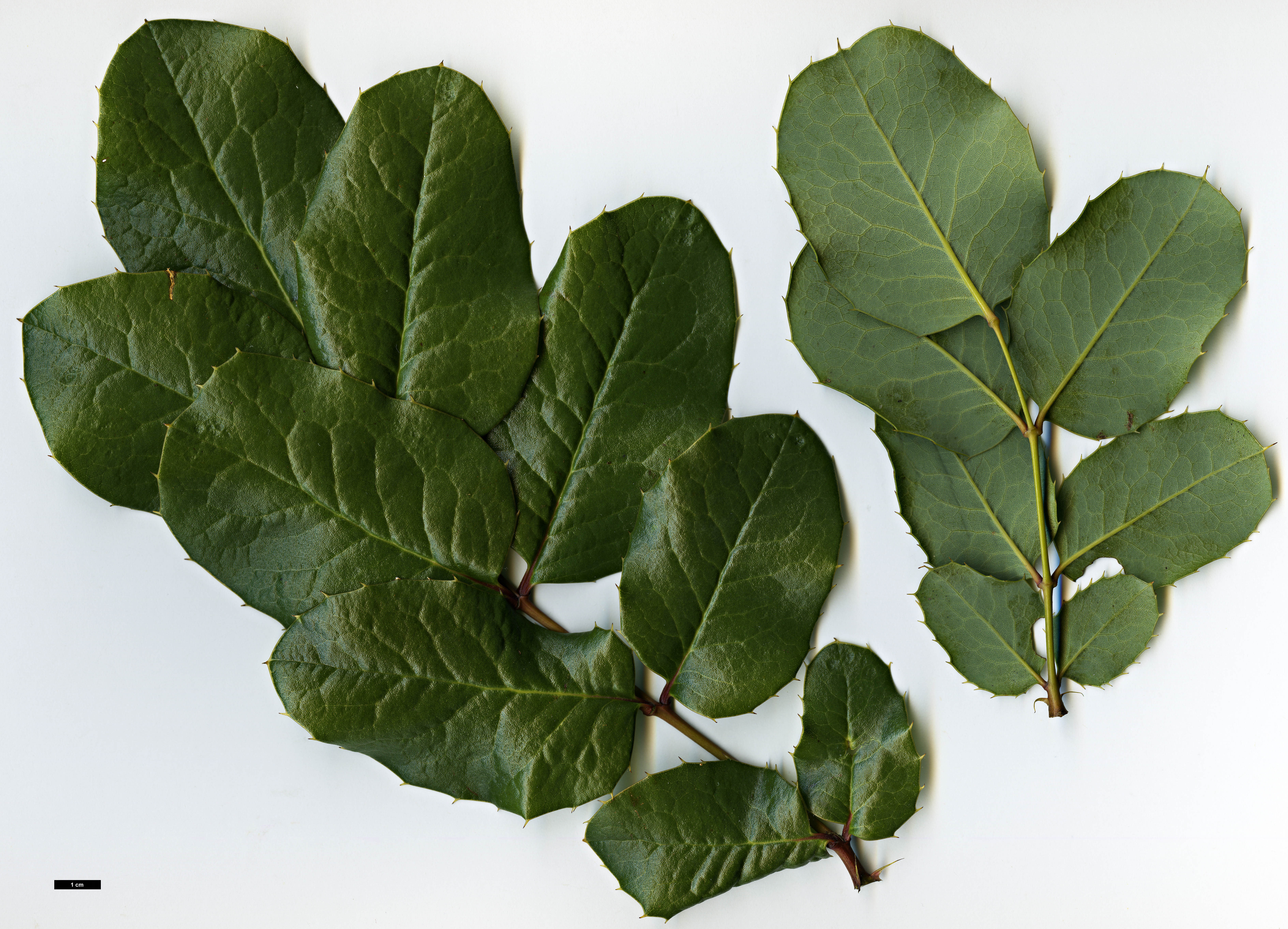 High resolution image: Family: Berberidaceae - Genus: Mahonia - Taxon: paxii