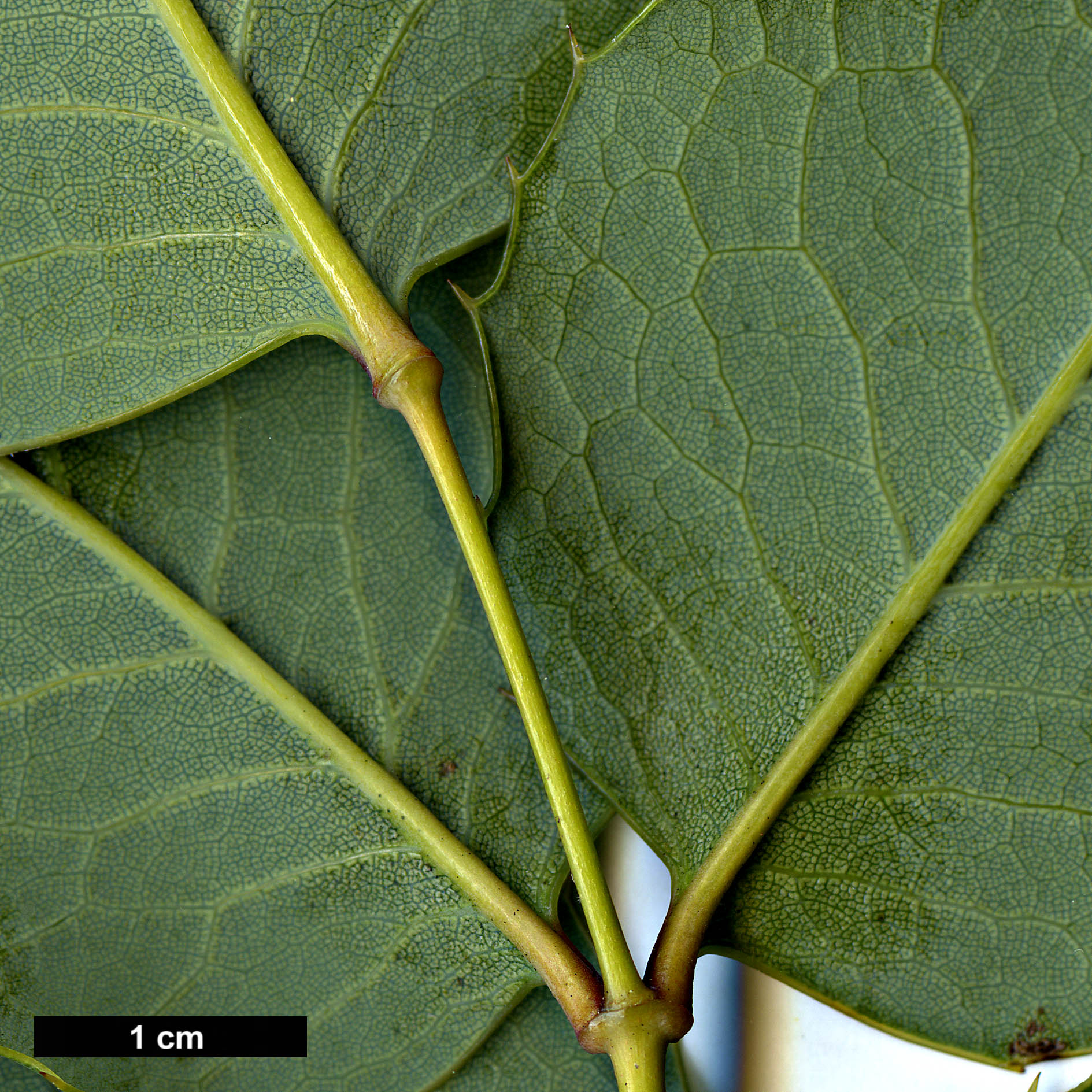 High resolution image: Family: Berberidaceae - Genus: Mahonia - Taxon: paxii